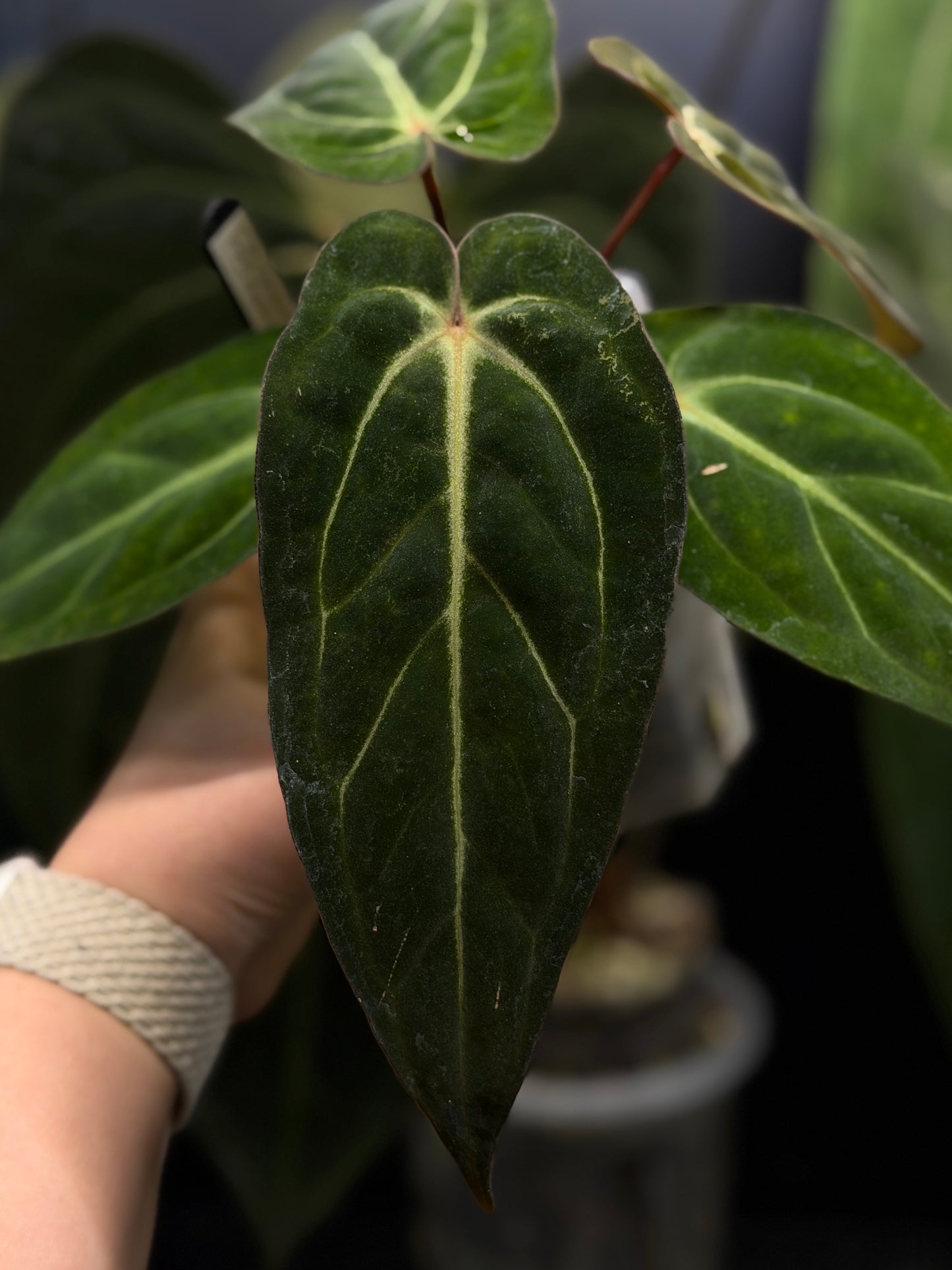 Anthurium Carlablackiae x Papillilaminum RA5