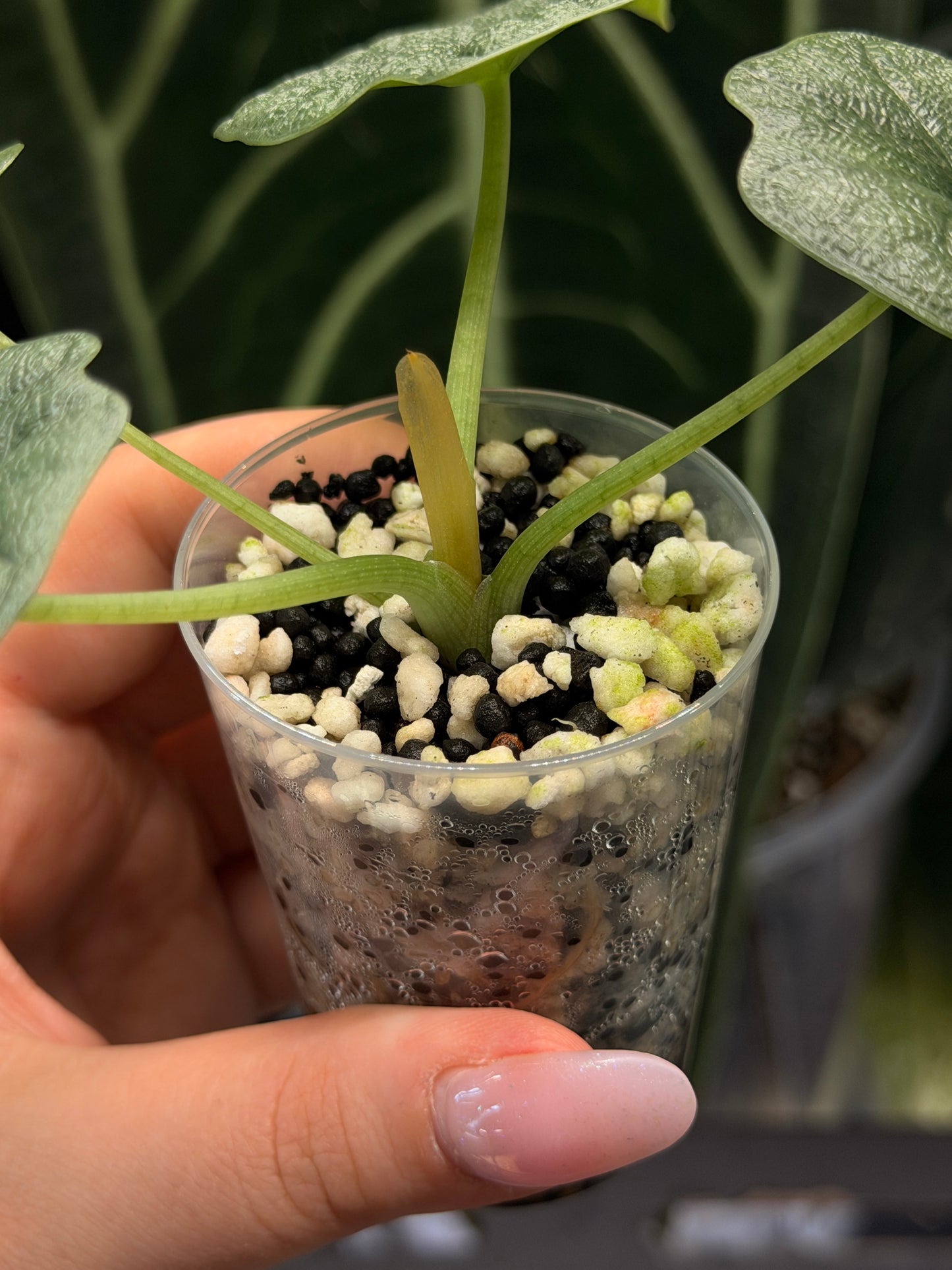 Alocasia Melo Nr.2
