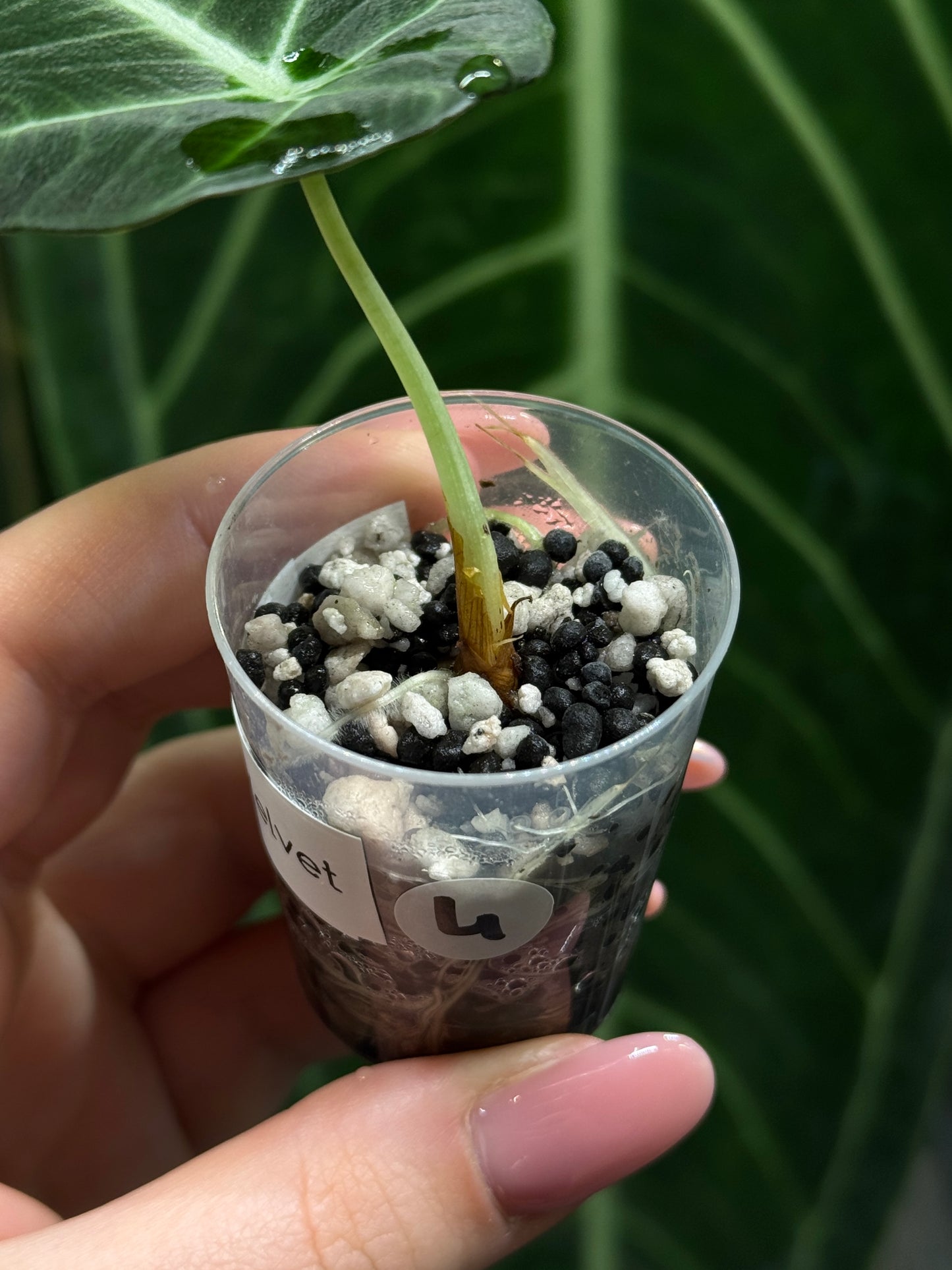 Alocasia Black Velvet Nr.4