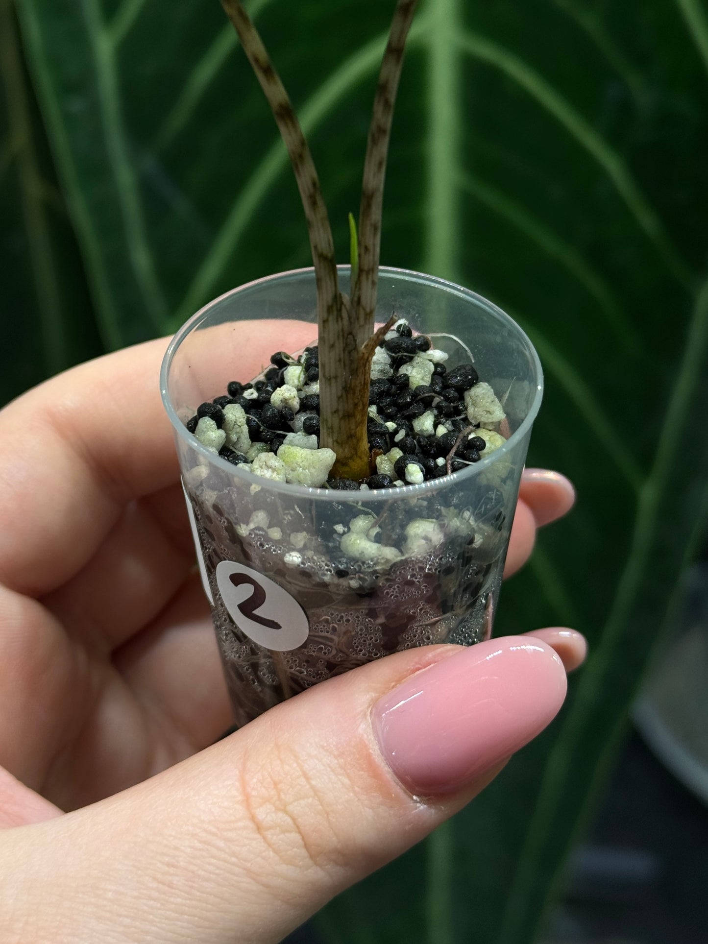 Alocasia Sulawesi Sabrina Nr.2