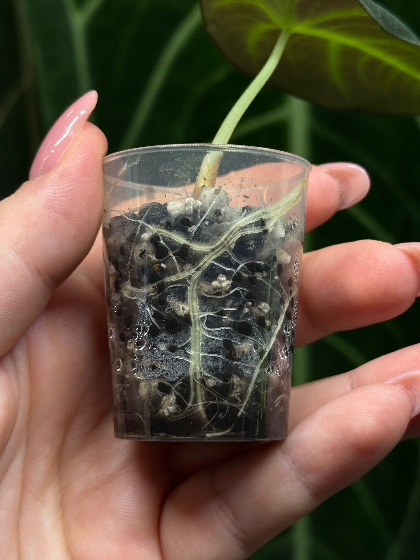 Alocasia Black Velvet Nr.4