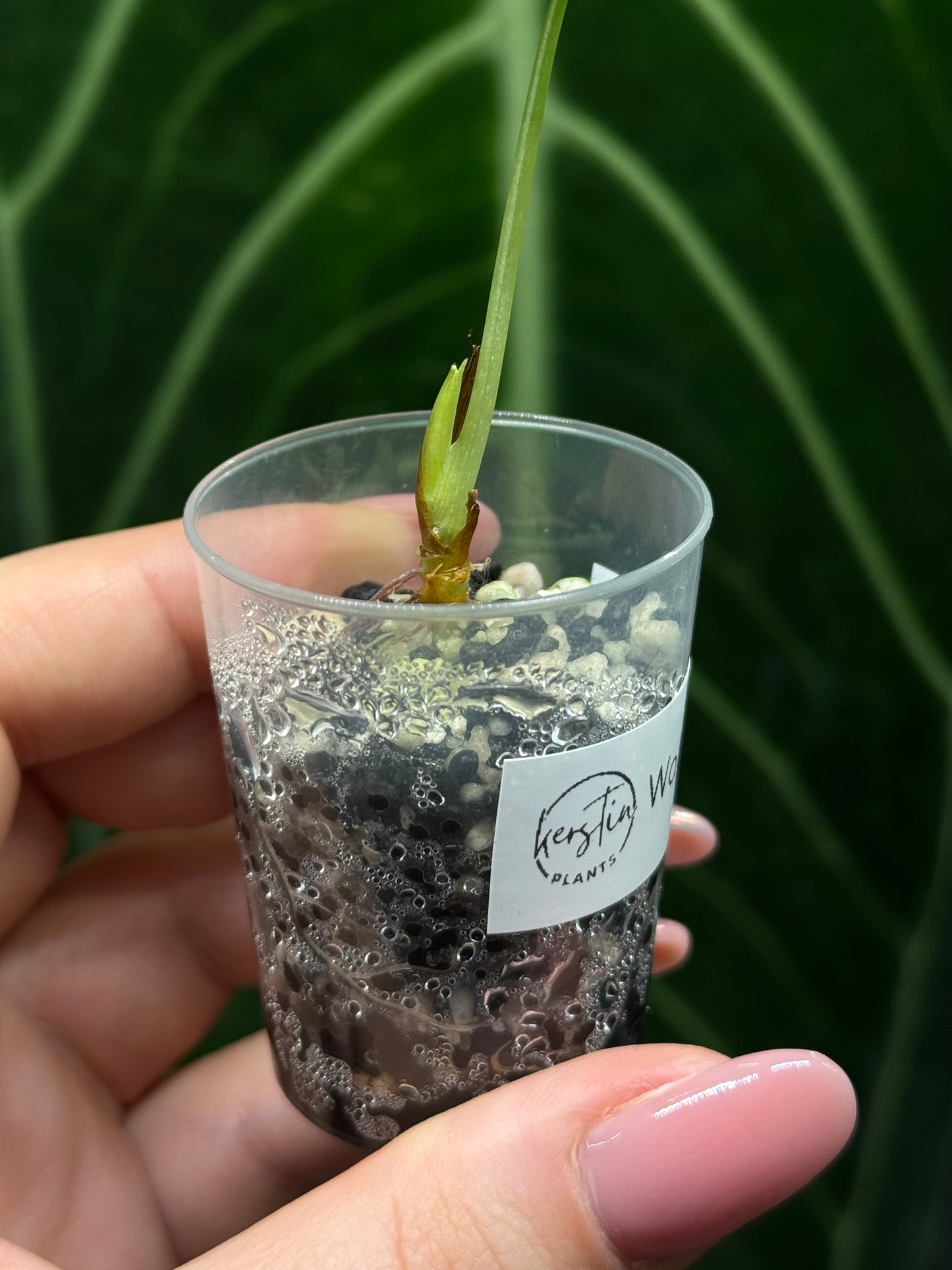 Alocasia Watsoniana Nr.3
