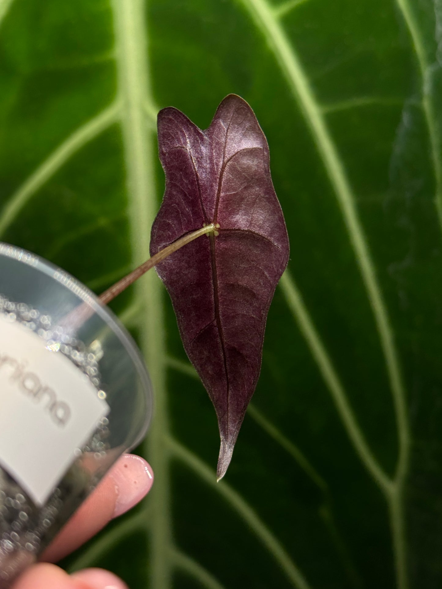 Alocasia Sanderiana Nobilis Nr.1