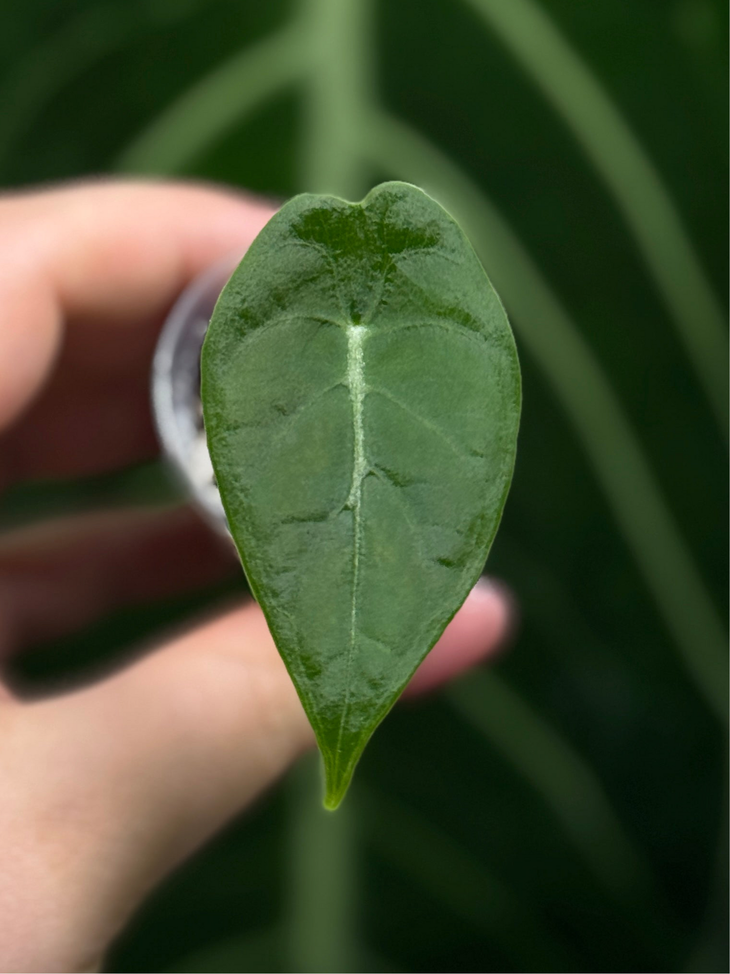 Alocasia Watsoniana Nr.2