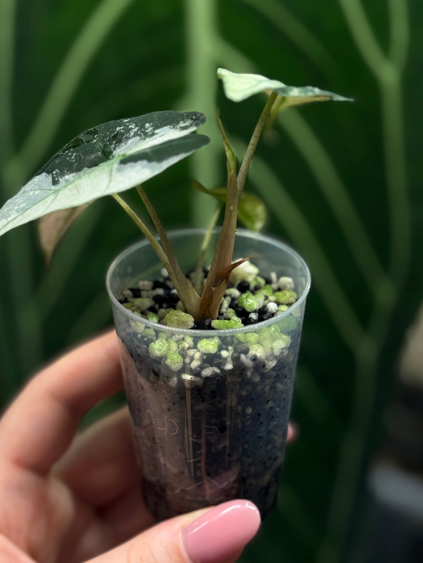 Alocasia Polly Pink Variegata Nr.1