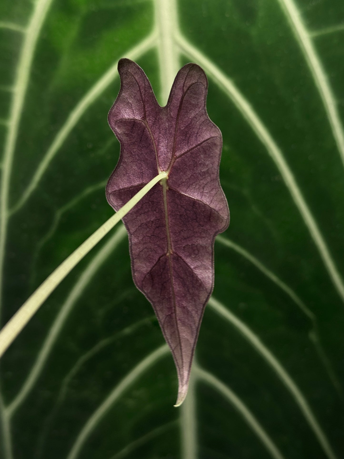Alocasia Sanderiana Nobilis Nr.2
