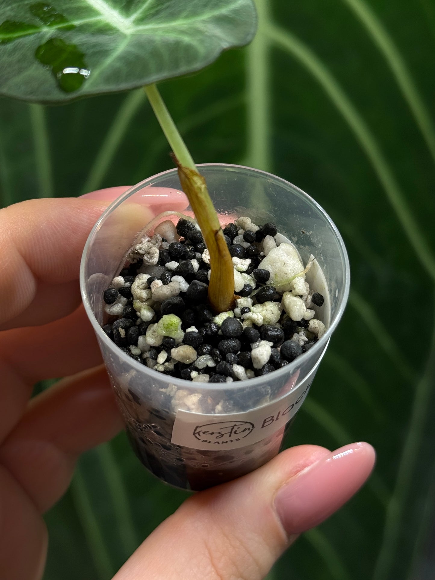 Alocasia Black Velvet Nr.5