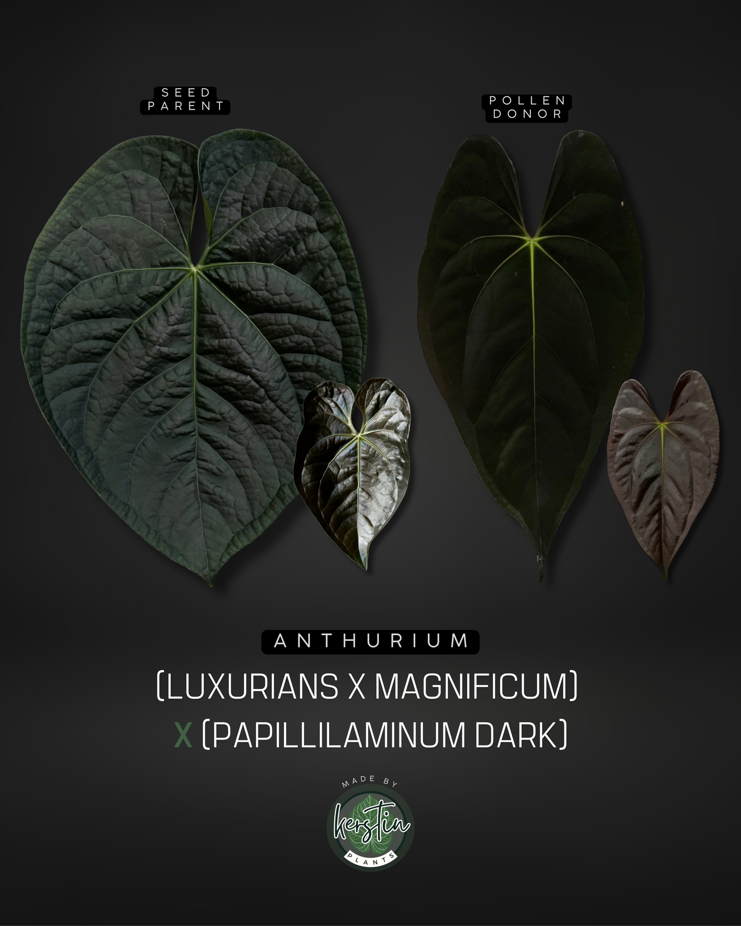 Anthurium (Luxurians x Magnificum) X (Papillilaminum Dark)
