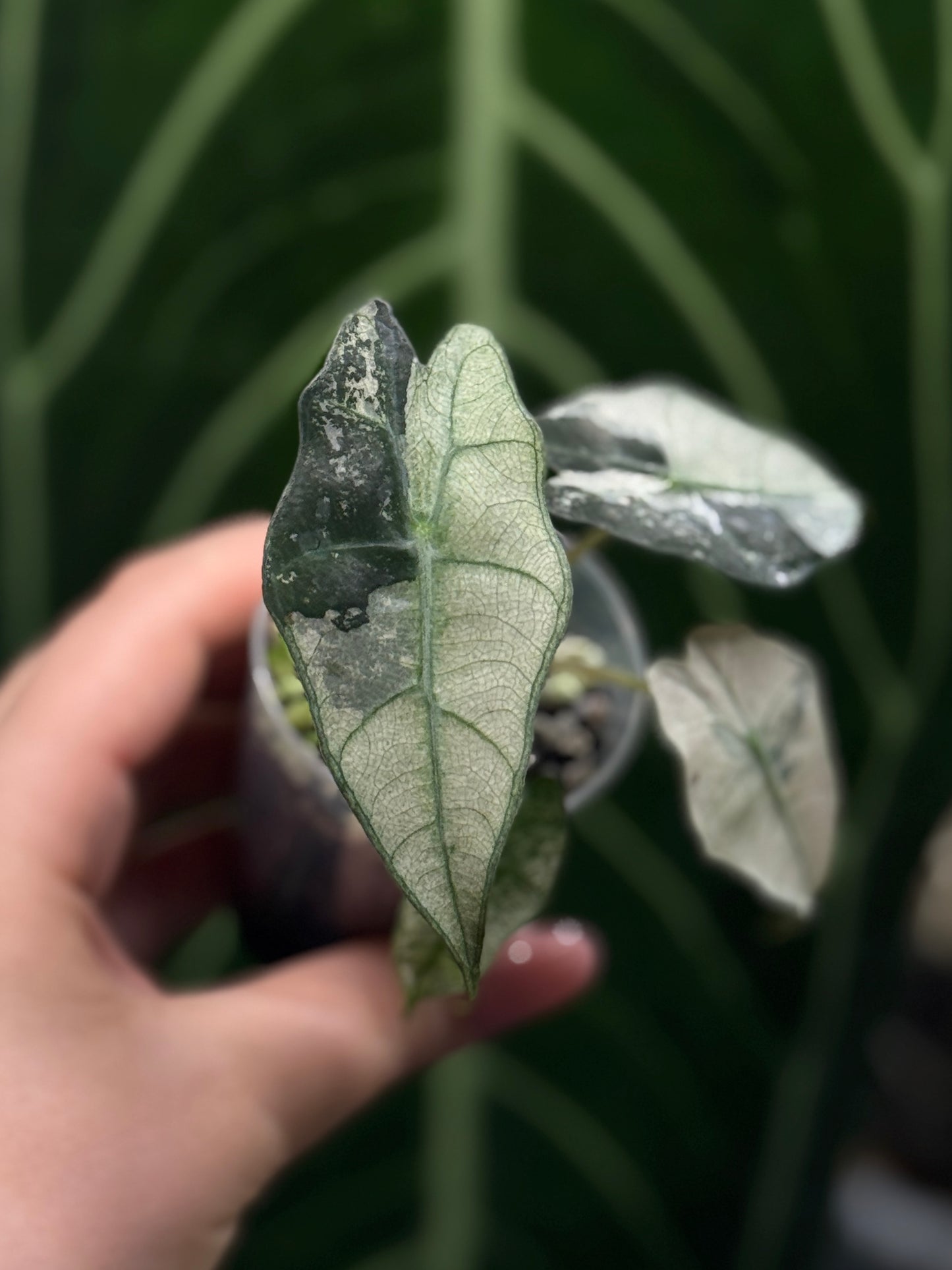 Alocasia Polly Pink Variegata Nr.1
