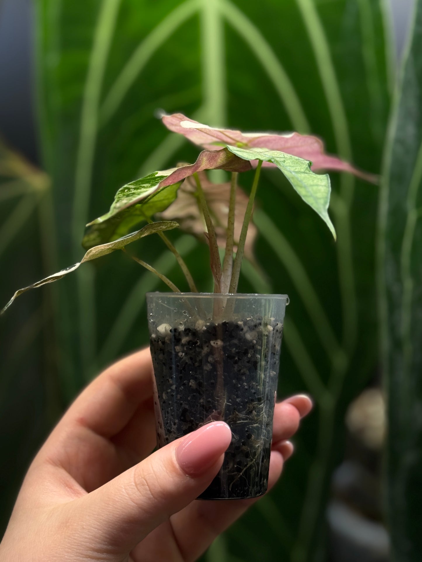 Alocasia Polly Pink Variegata Nr.2