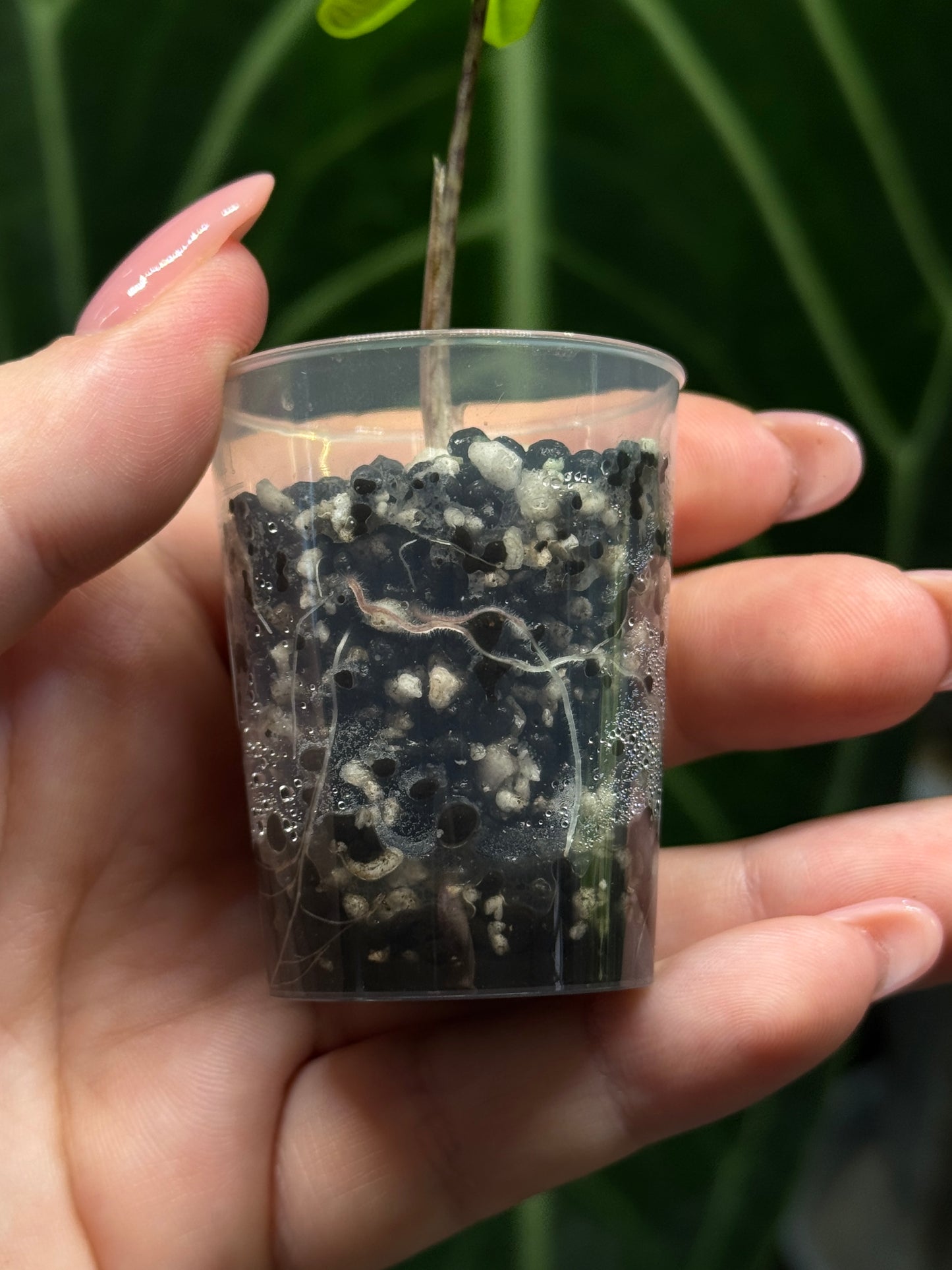 Alocasia Sulawesi Sabrina Nr.5
