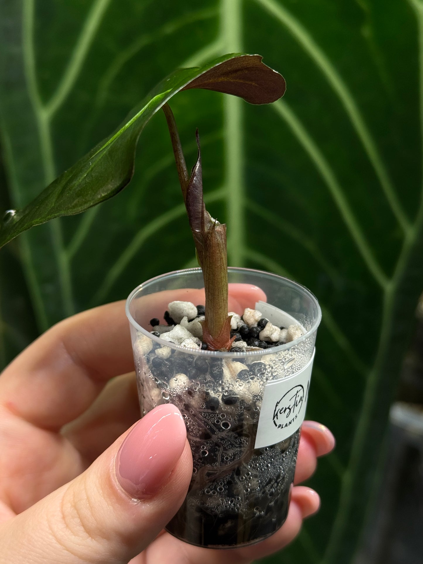 Alocasia Mystery