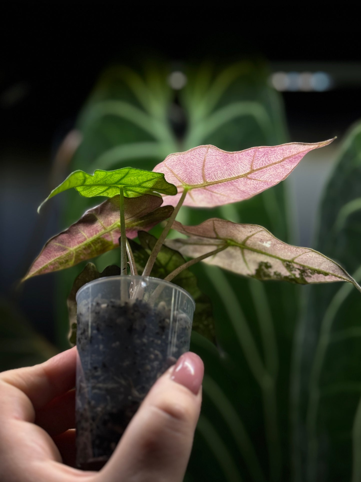 Alocasia Polly Pink Variegata Nr.2