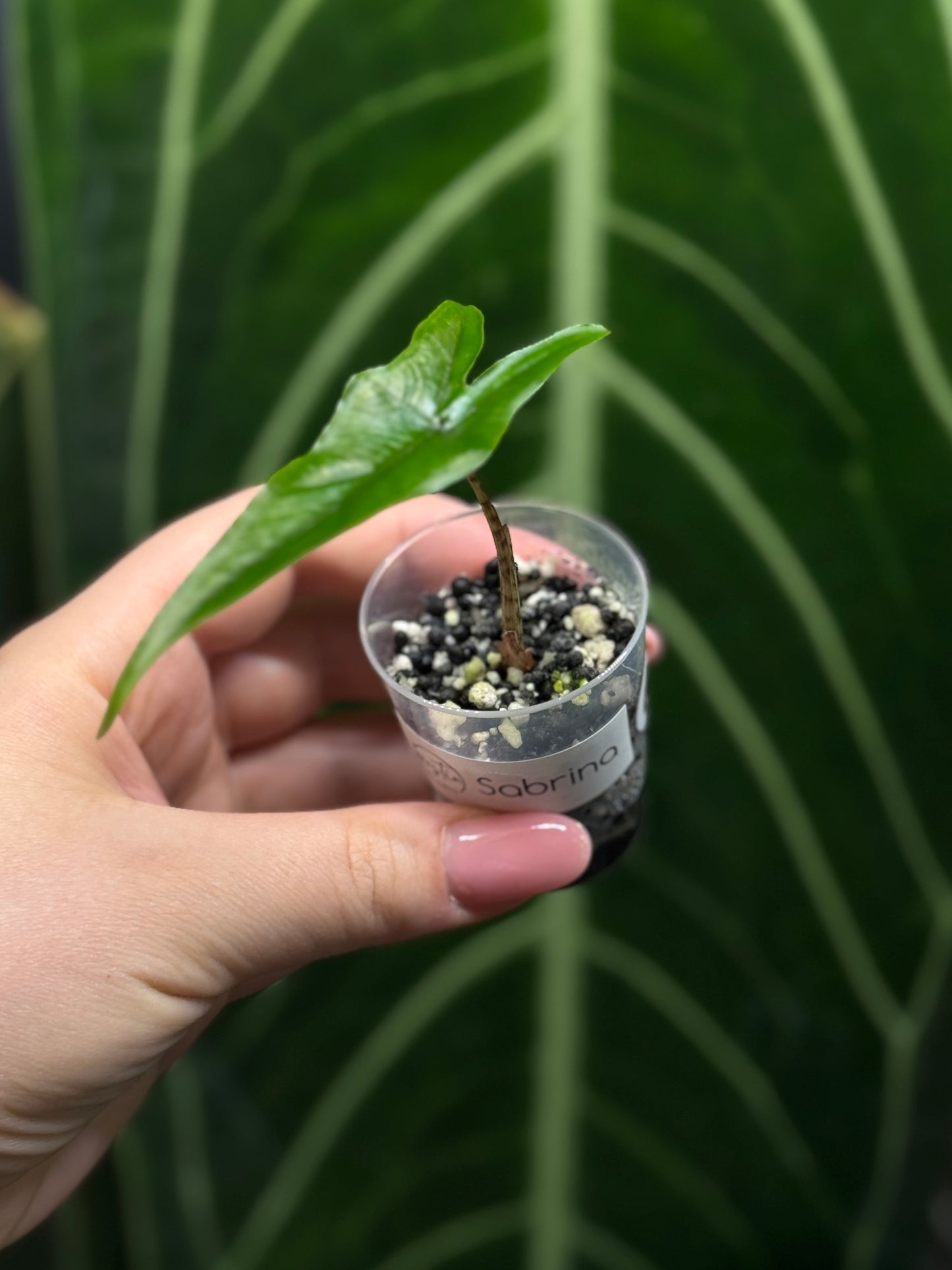 Alocasia Sulawesi Sabrina Nr.6