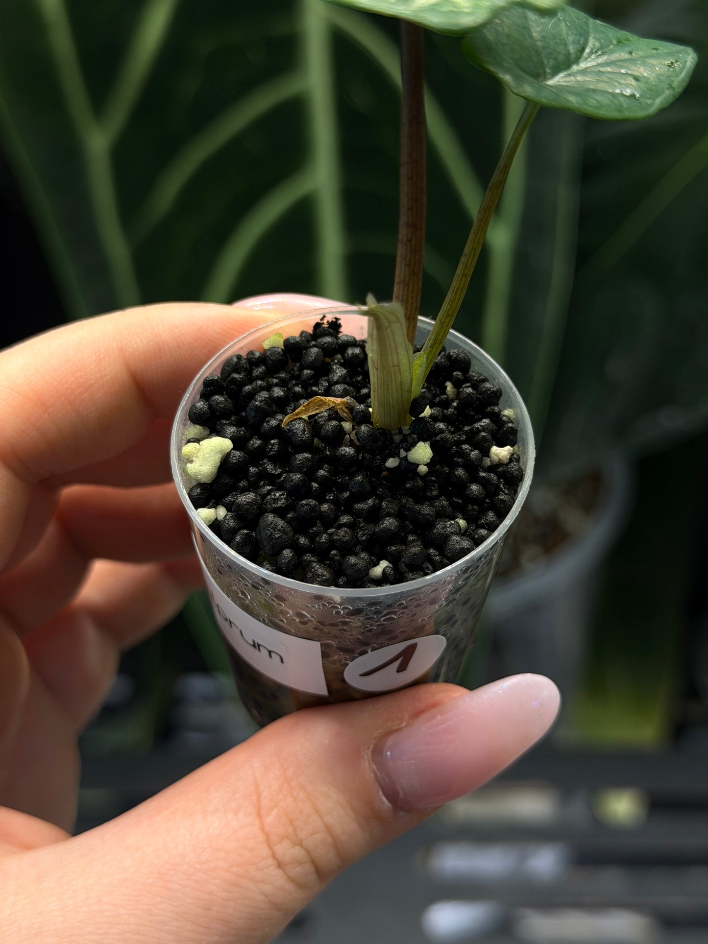 Alocasia Scalprum Nr.1