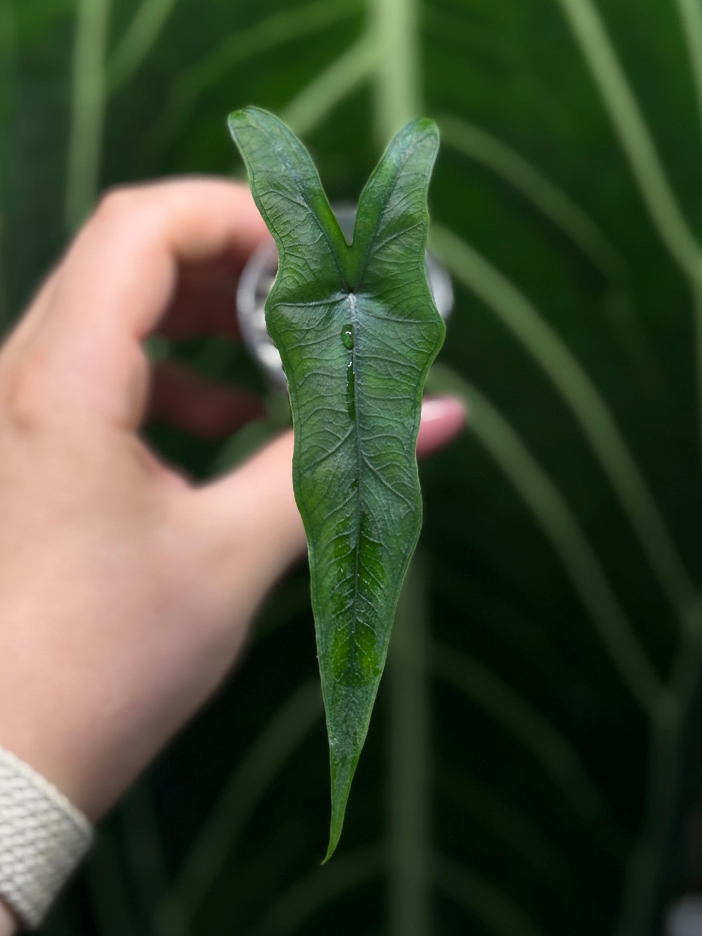 Alocasia Sulawesi Sabrina Nr.1