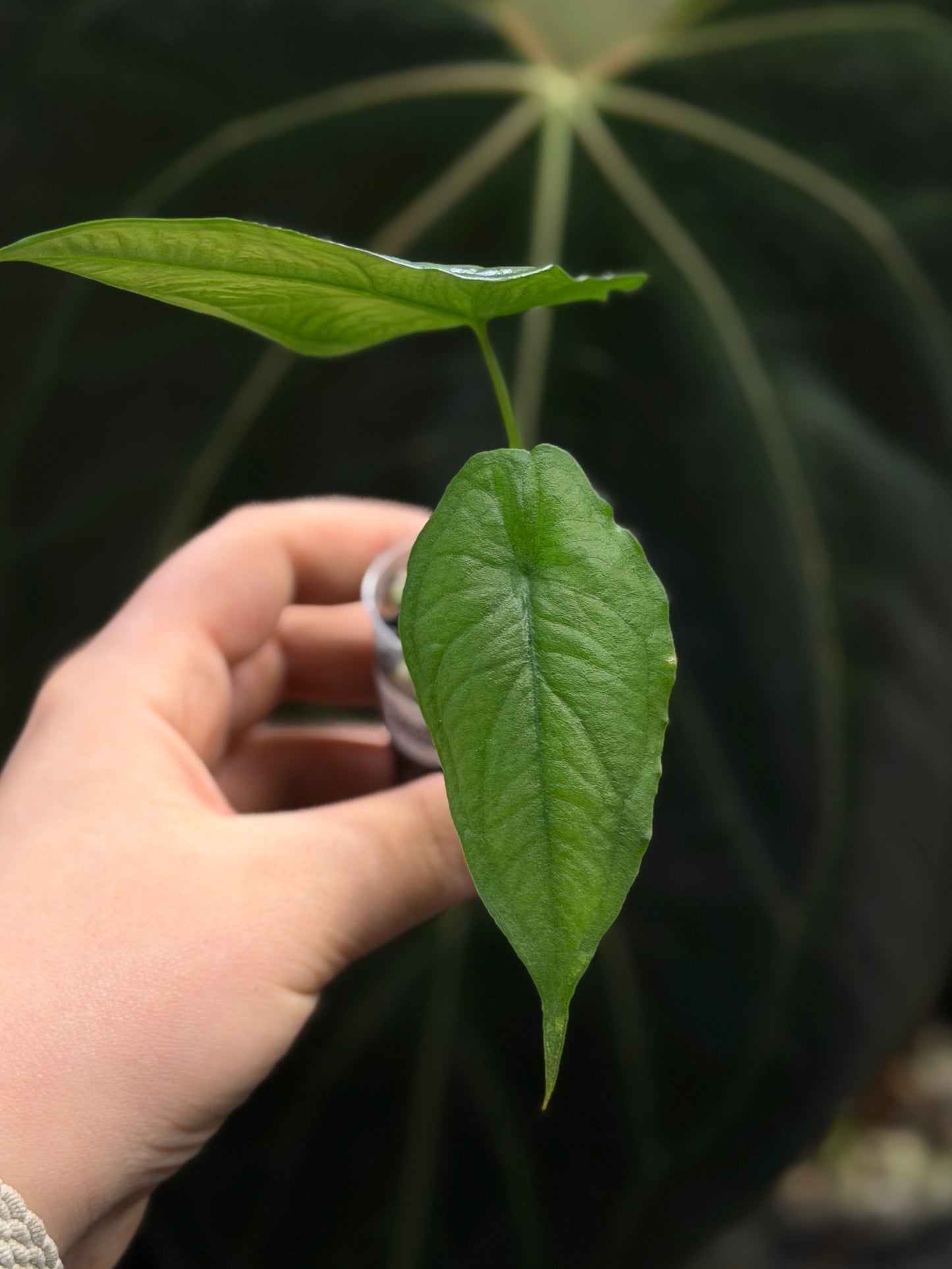 Alocasia Heterophylla 'Dragons Breath' Nr.6