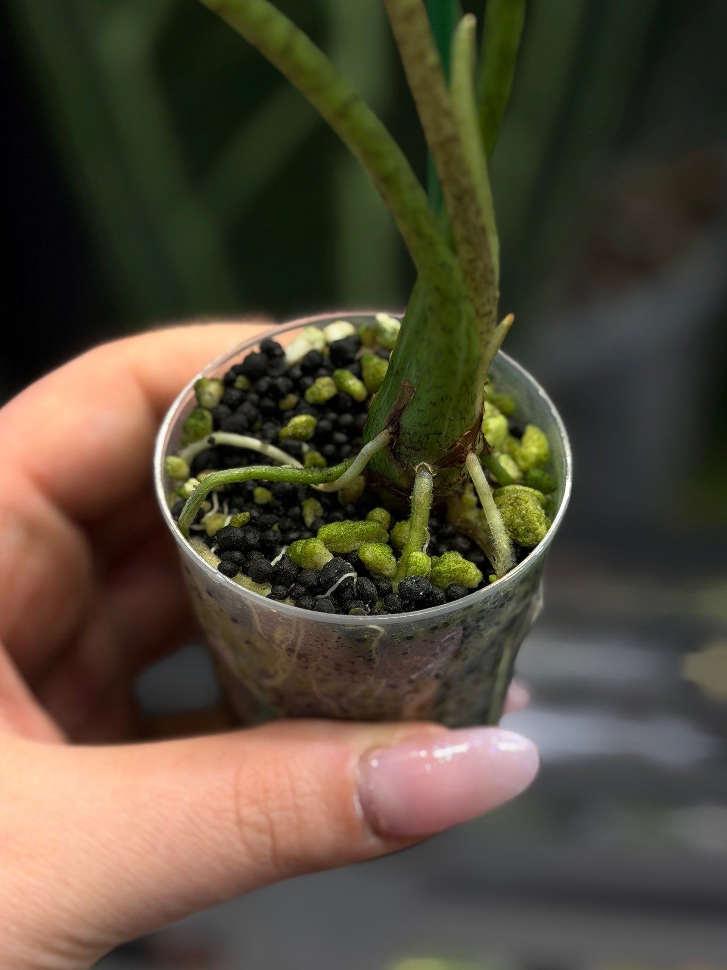 Alocasia Longiloba Albo Low Variegata