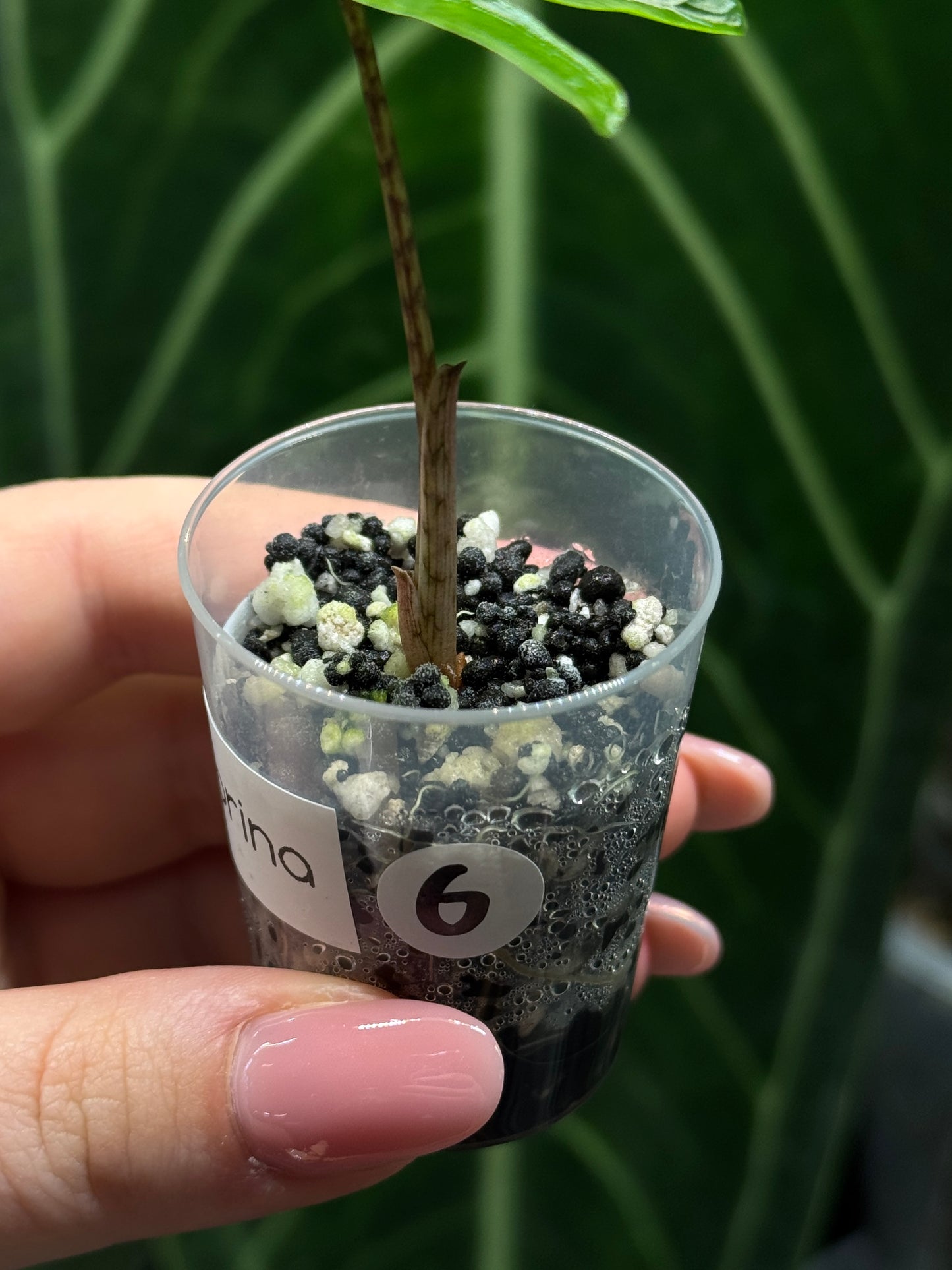 Alocasia Sulawesi Sabrina Nr.6