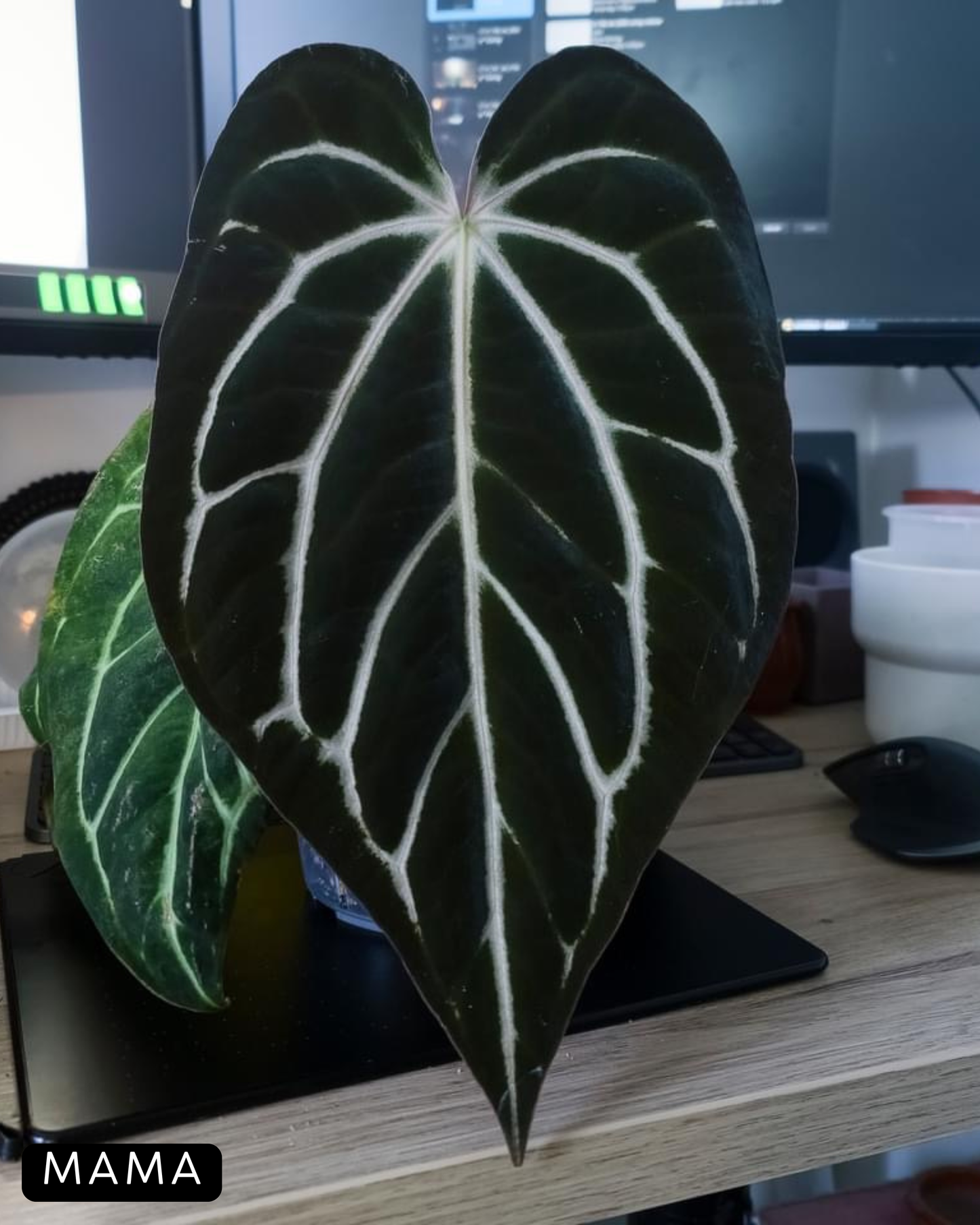 Anthurium Carlablackiae x Papillilaminum RA5