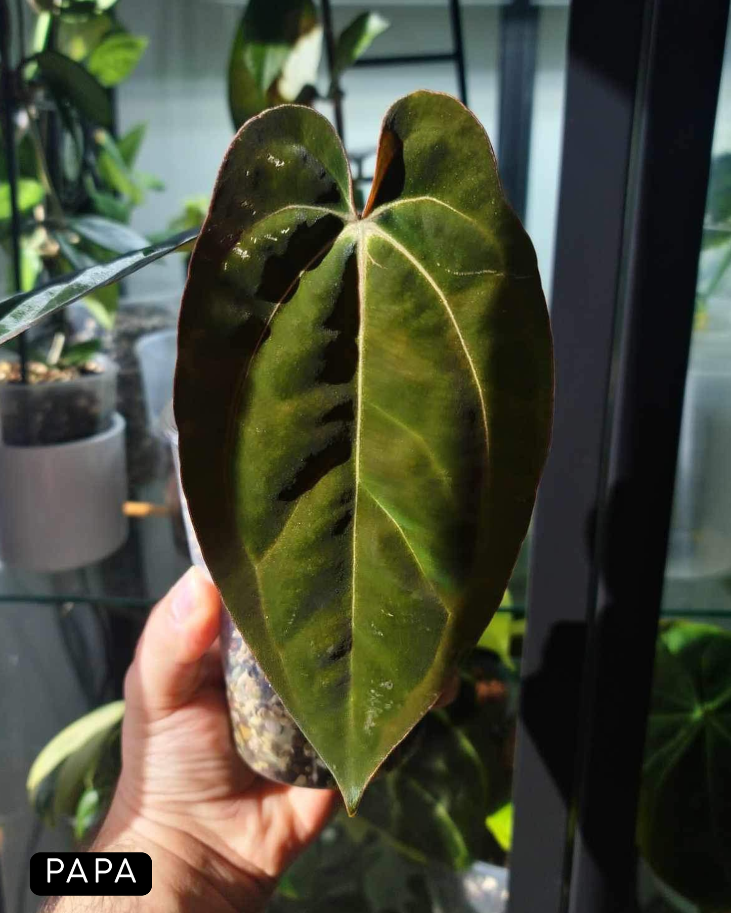 Anthurium Carlablackiae x Papillilaminum RA5