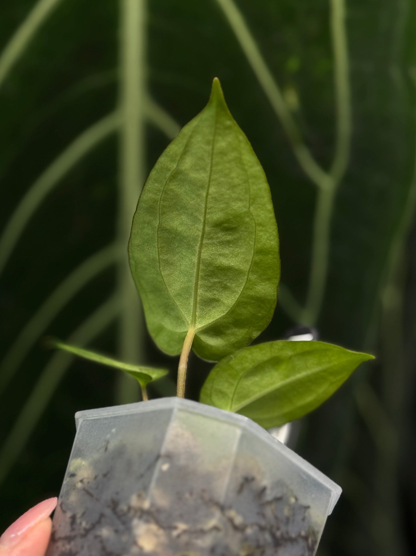 Anthurium Carlablackiae x Papillilaminum RA5 Cutting