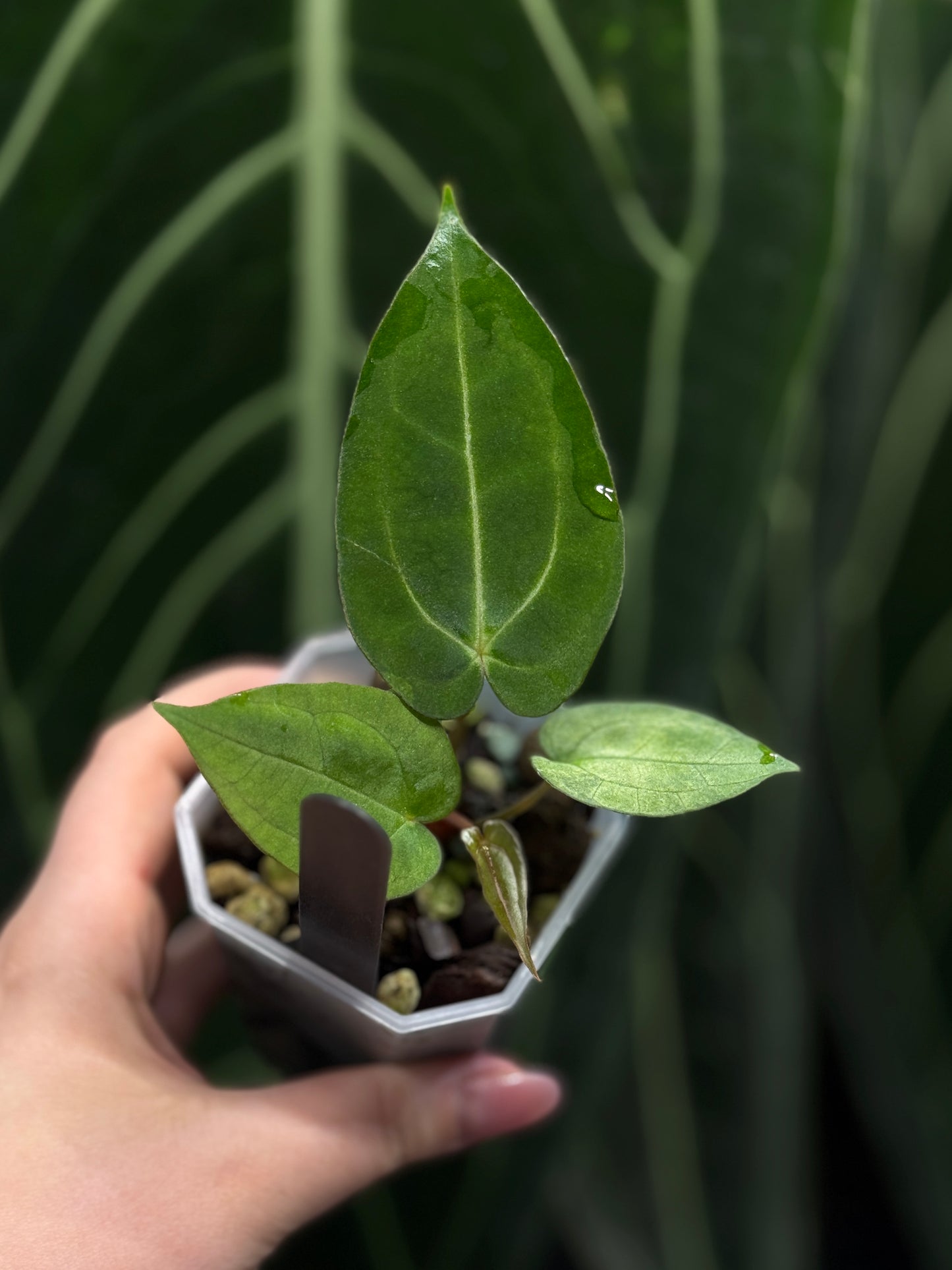 Anthurium Carlablackiae x Papillilaminum RA5 Cutting