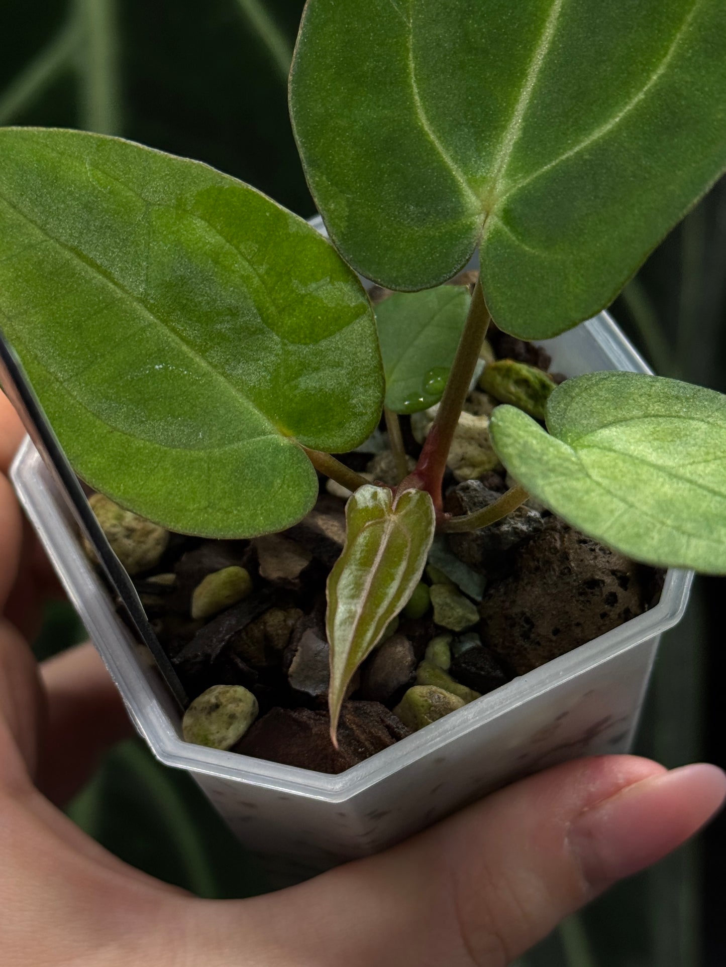 Anthurium Carlablackiae x Papillilaminum RA5 Cutting