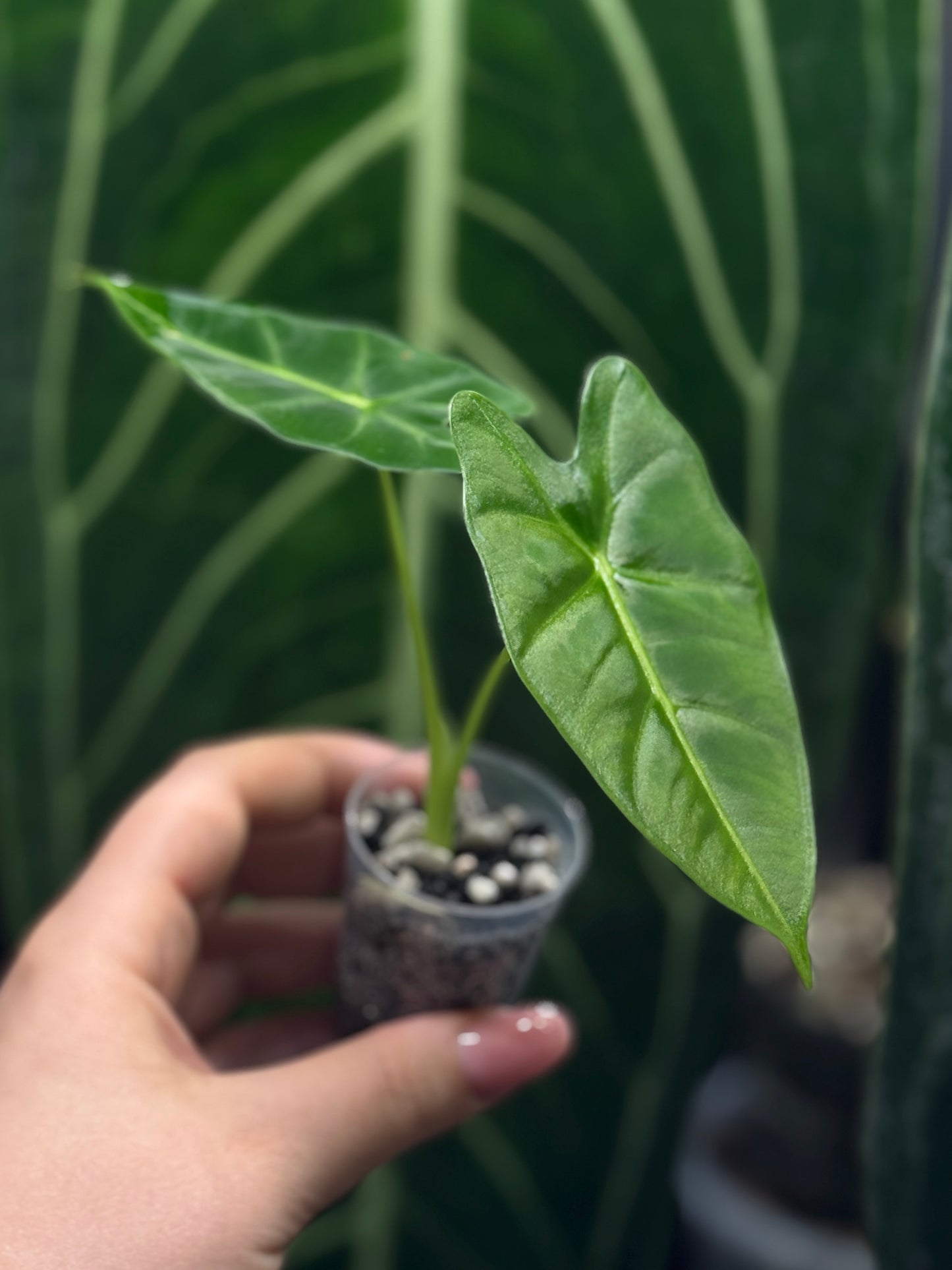 Alocasia Micholitziana (Frydek)