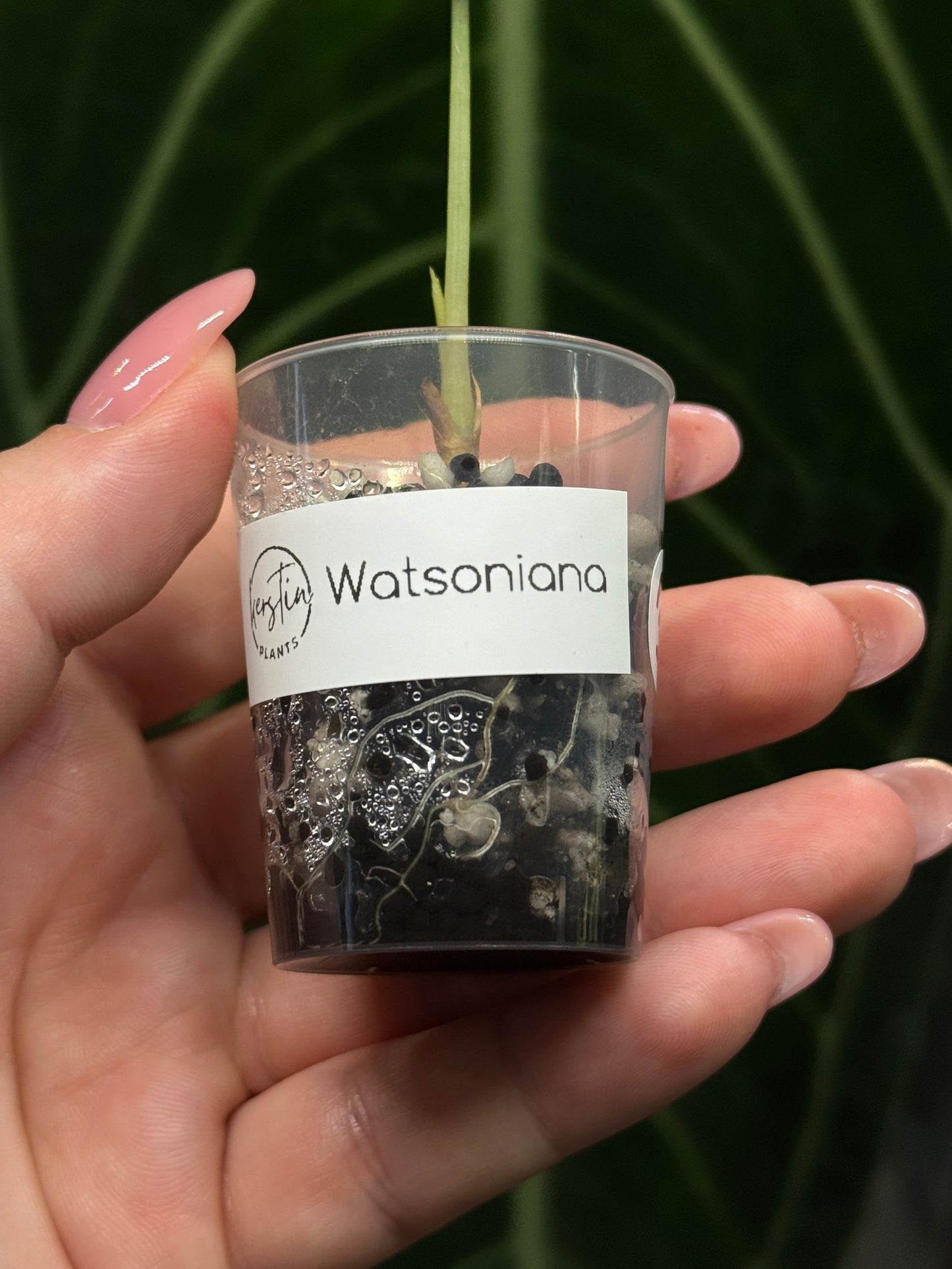 Alocasia Watsoniana Nr.3