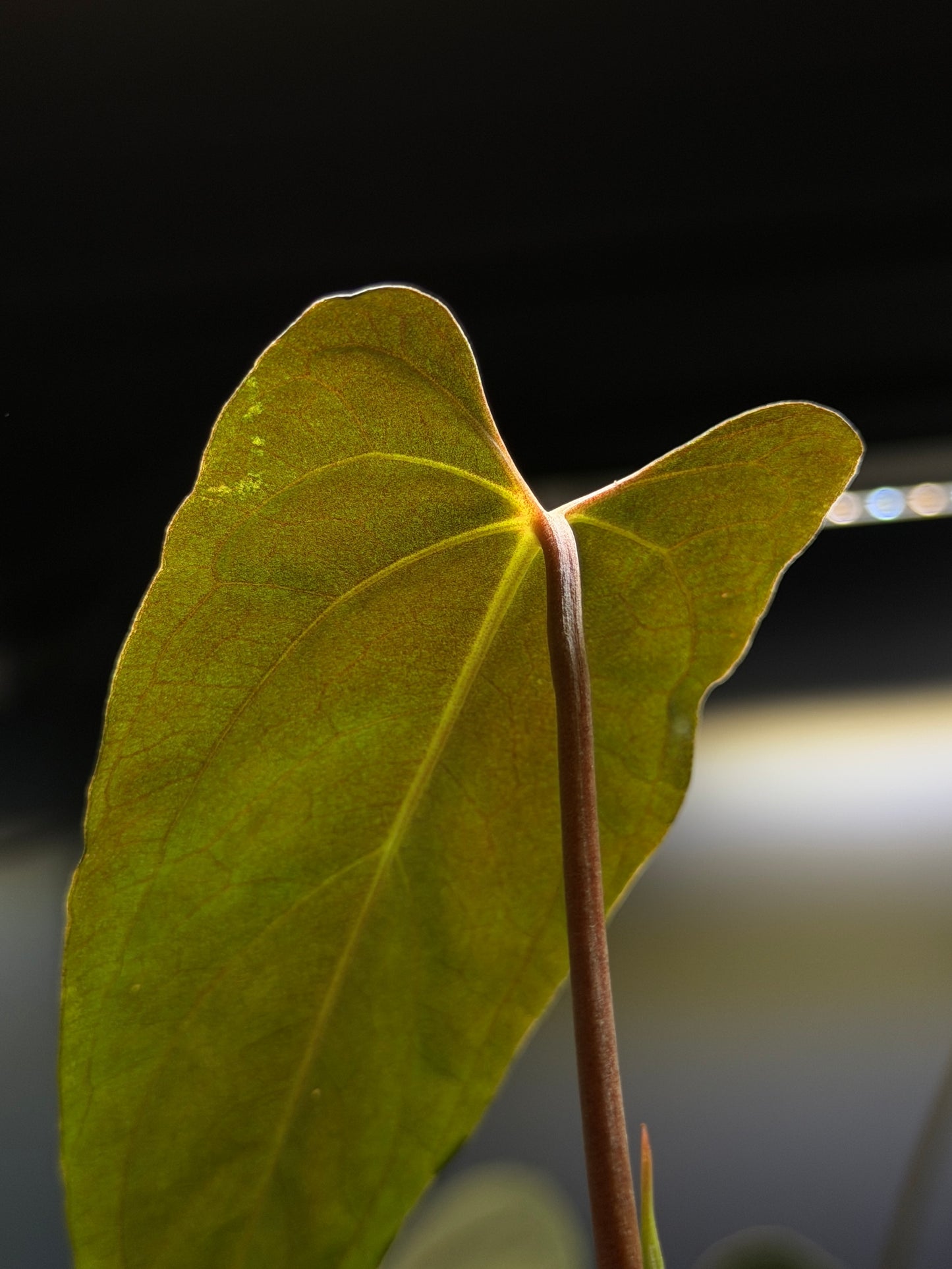 Anthurium 'RL' by Jay Vannini x self Cutting Nr.2