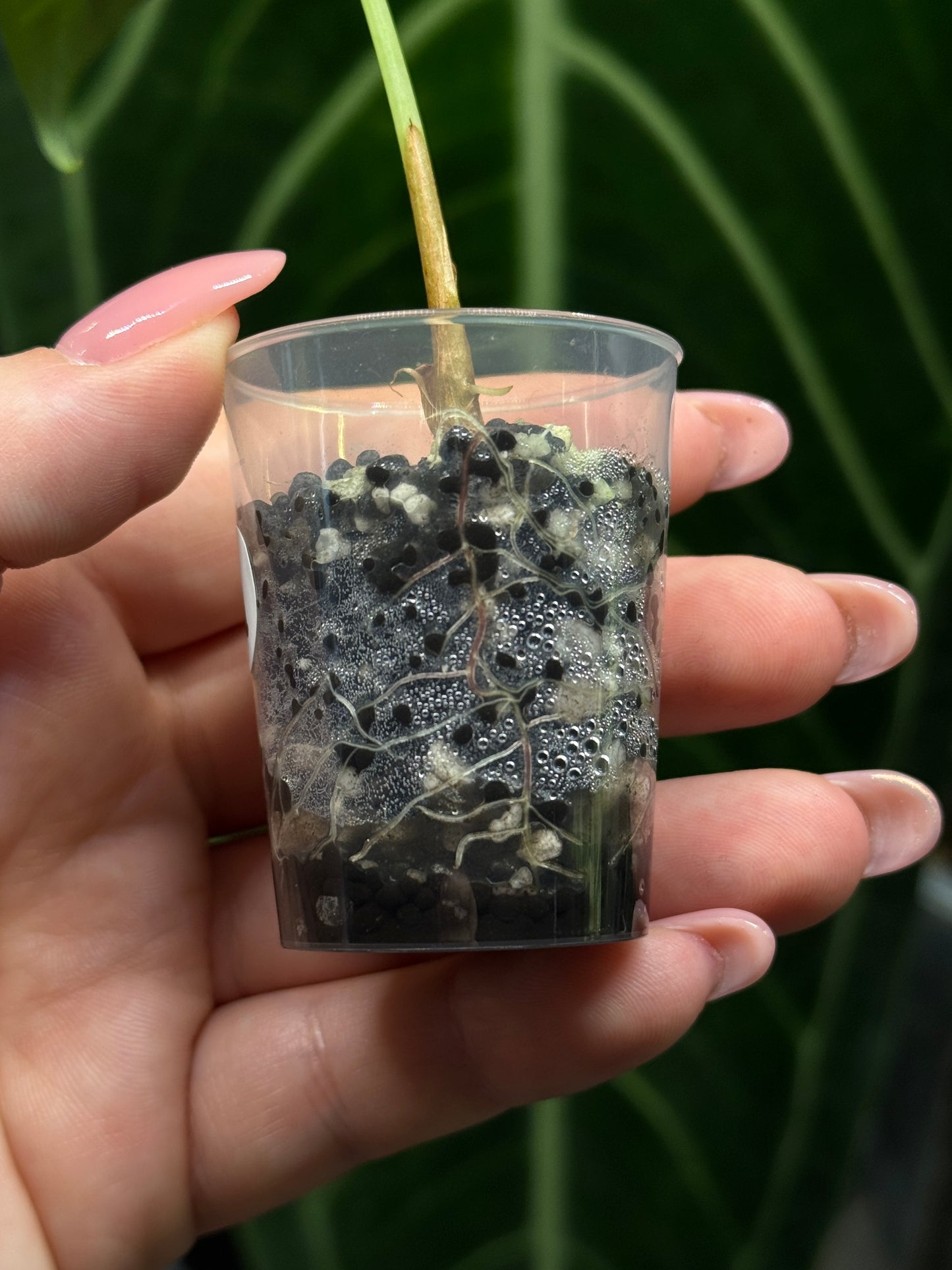 Alocasia Watsoniana Nr.1