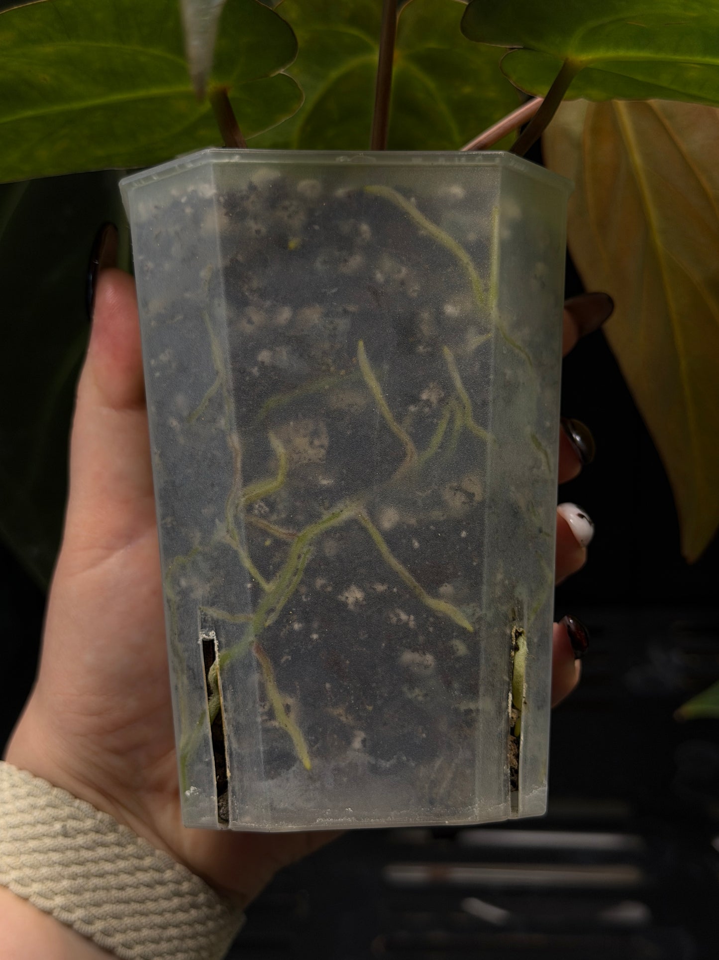 Anthurium Carlablackiae x Papillilaminum RA5