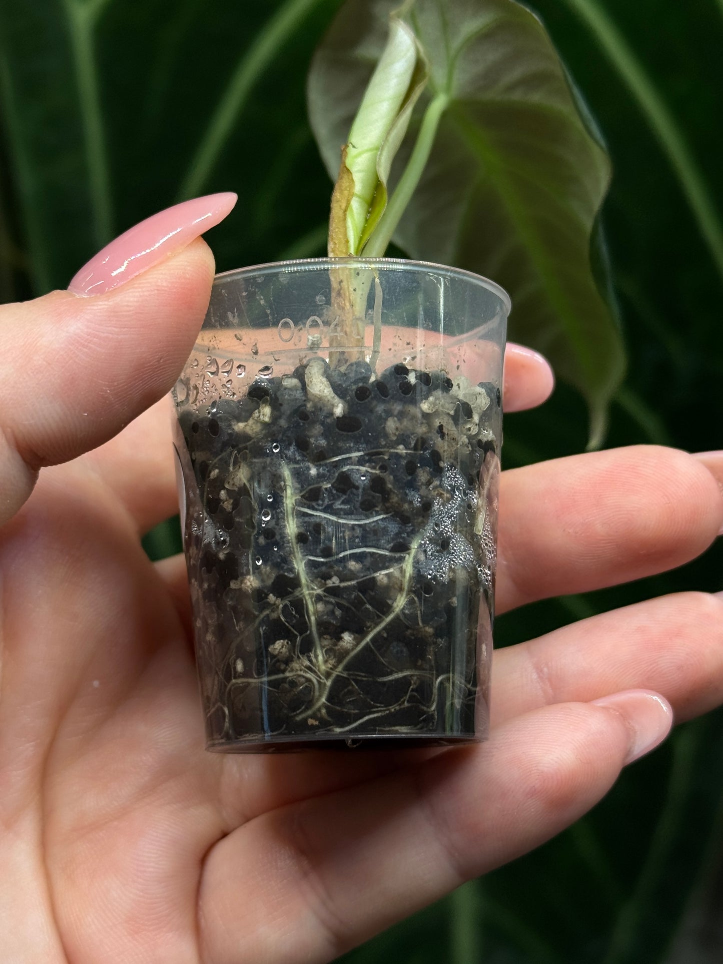 Alocasia Black Velvet Nr.2