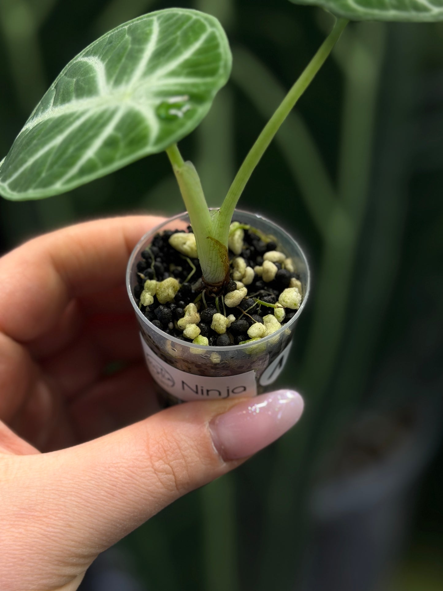 Alocasia Ninja Nr.1