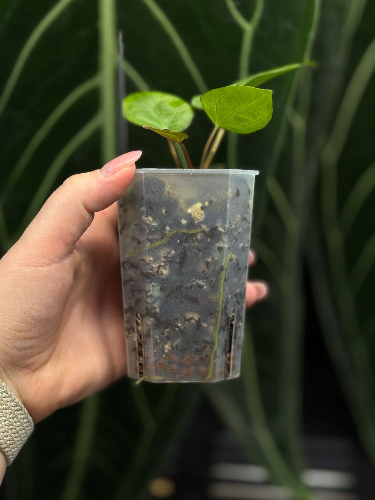 Anthurium Carlablackiae x Papillilaminum RA5 Cutting