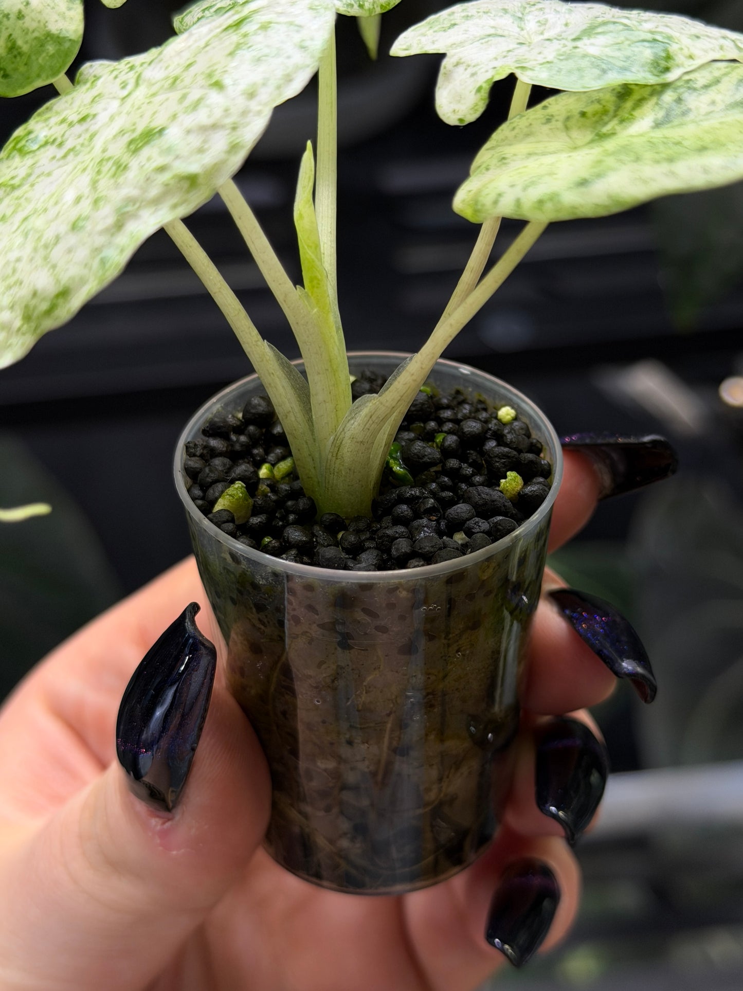Alocasia Macrorrhiza Splash Nr.4