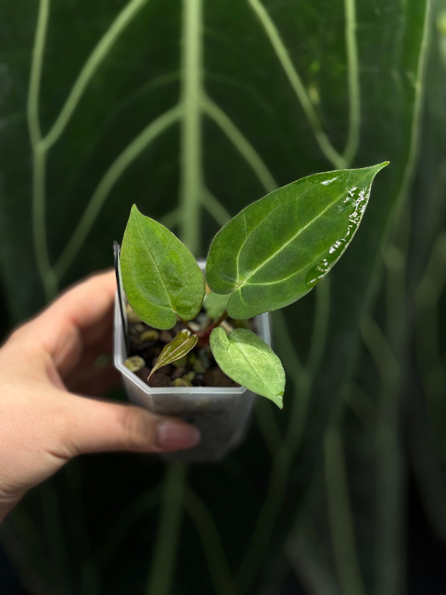 Anthurium Carlablackiae x Papillilaminum RA5 Cutting