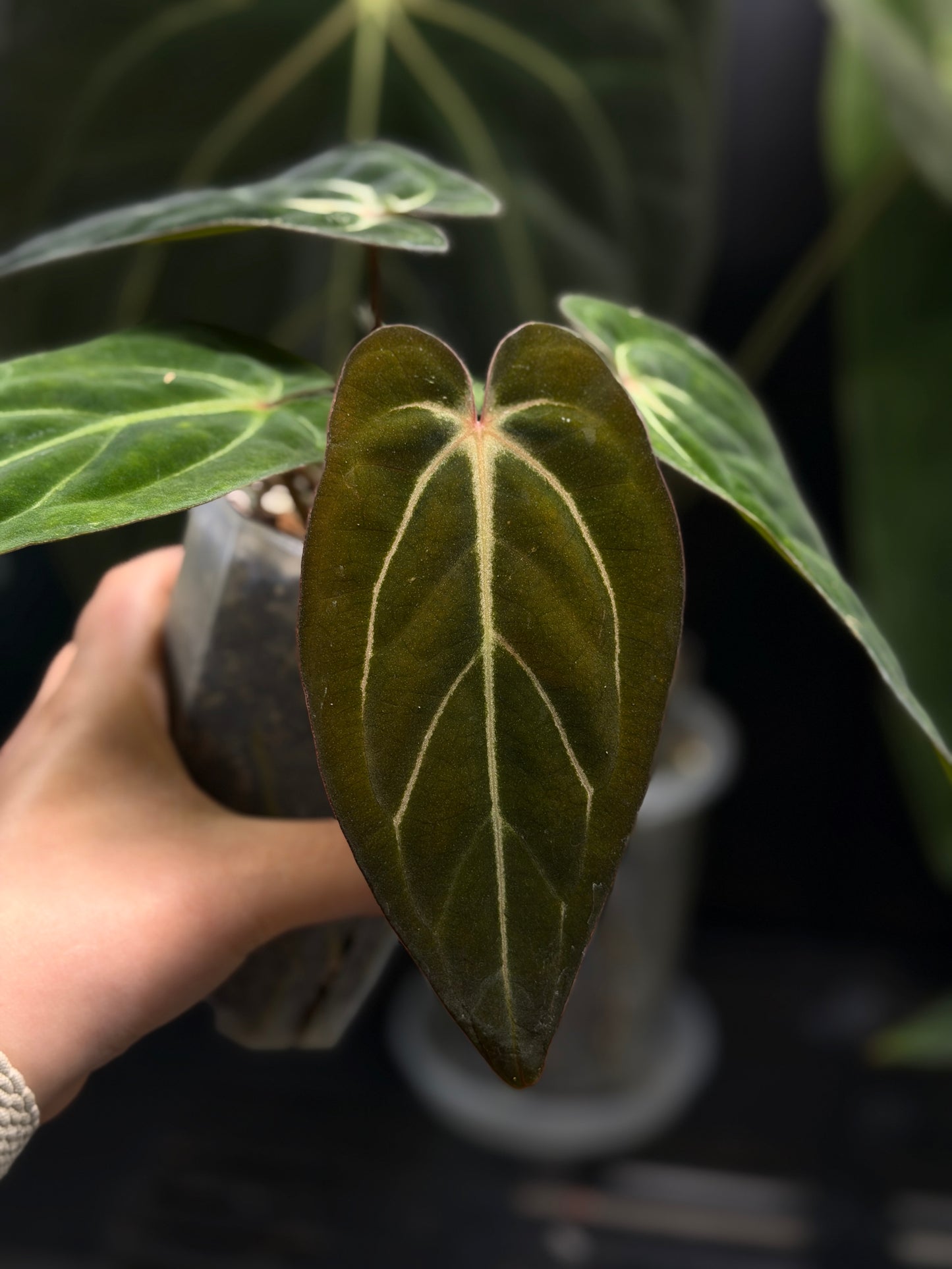 Anthurium Carlablackiae x Papillilaminum RA5