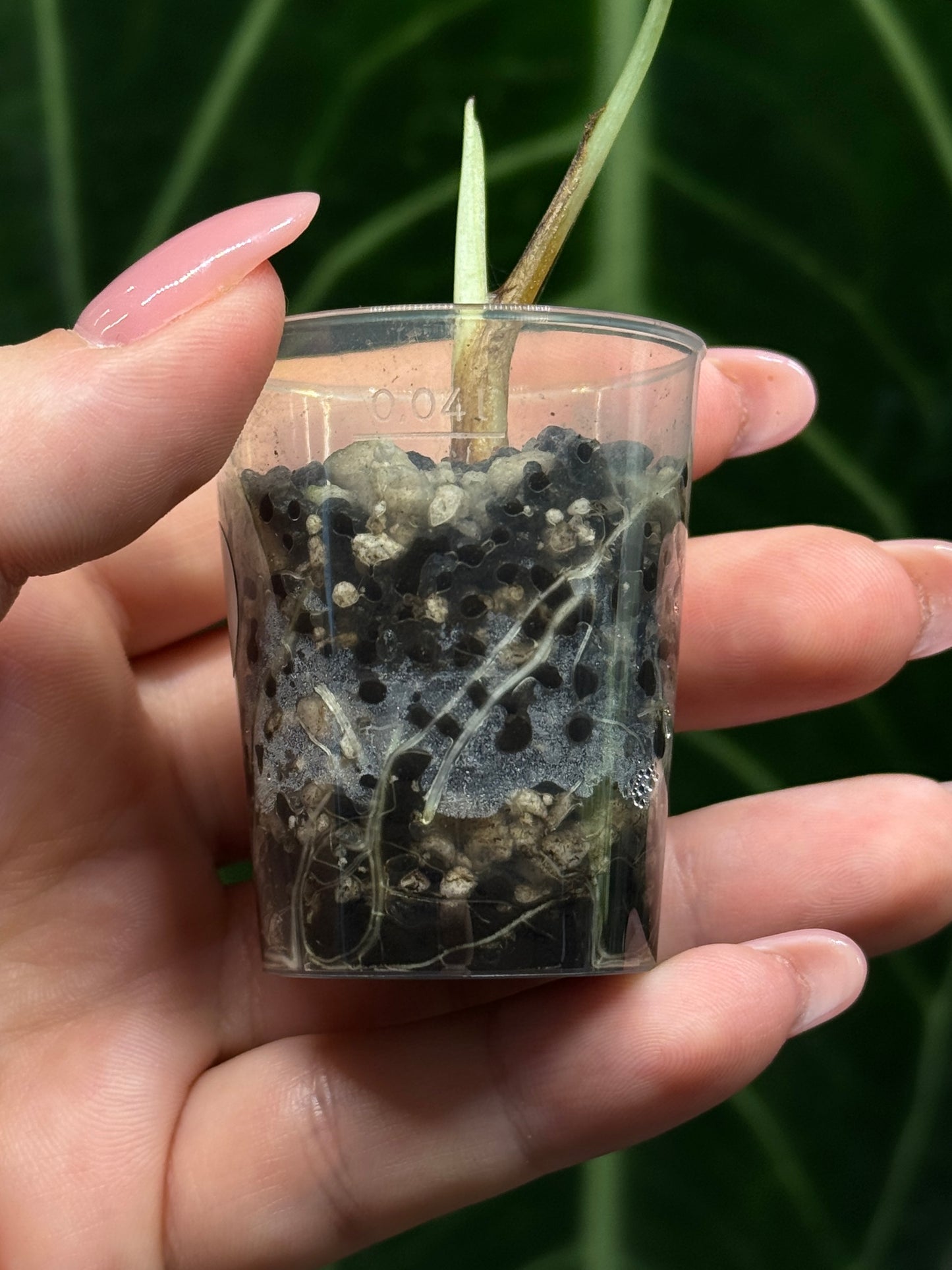 Alocasia Black Velvet Nr.1