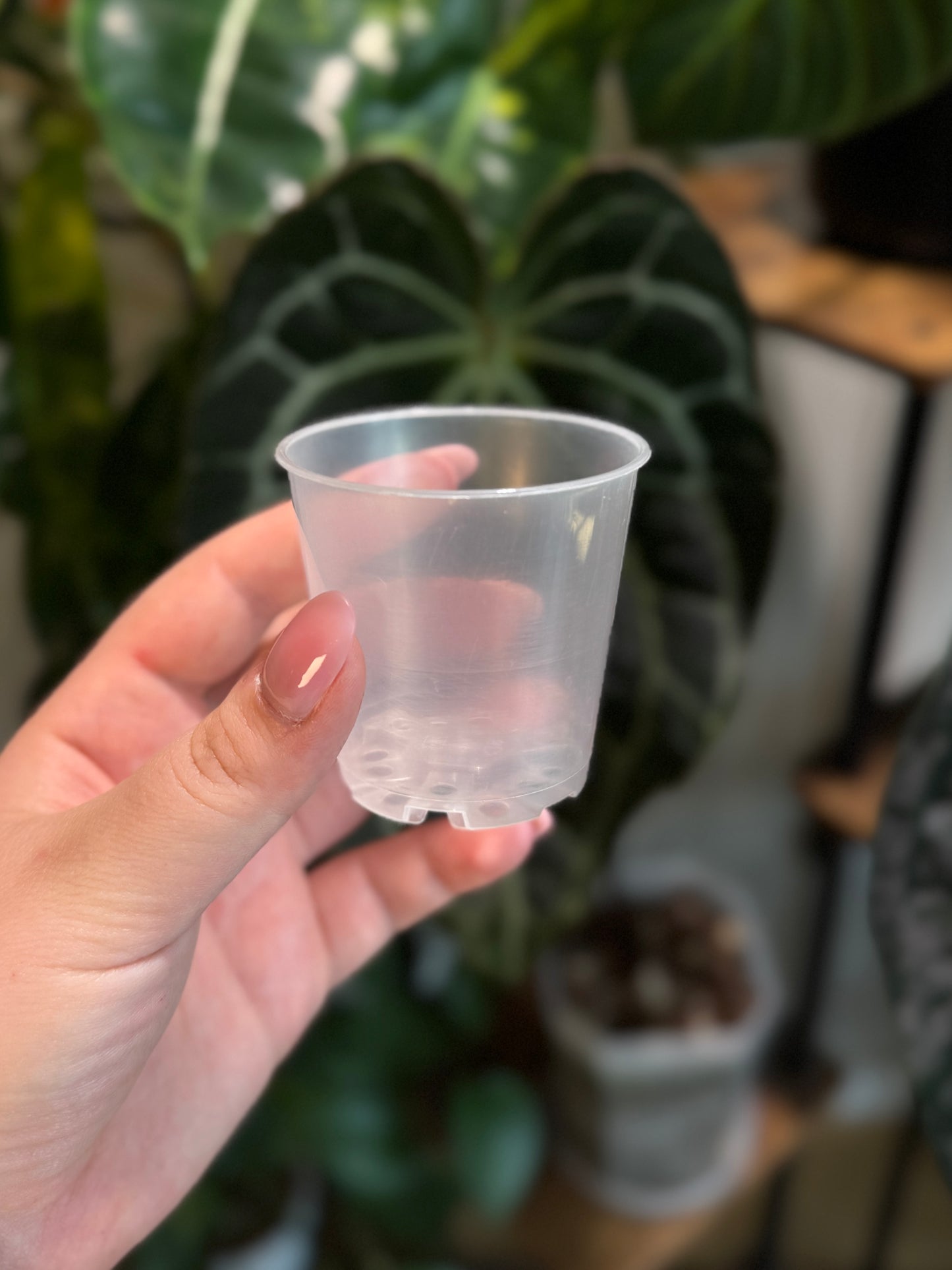 Seedling Töpfe