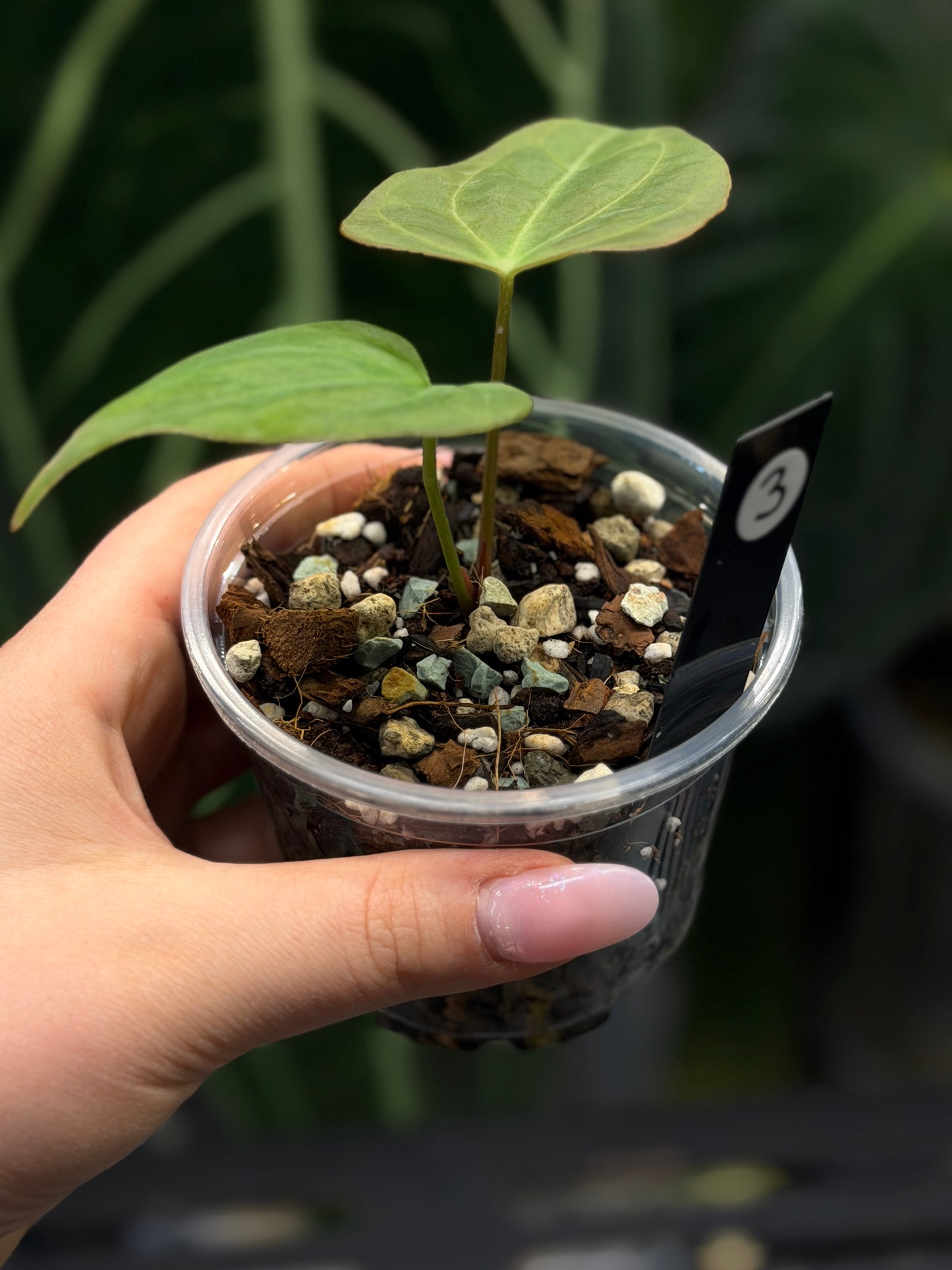 Anthurium Butterfly Mutation Cutting Nr.3
