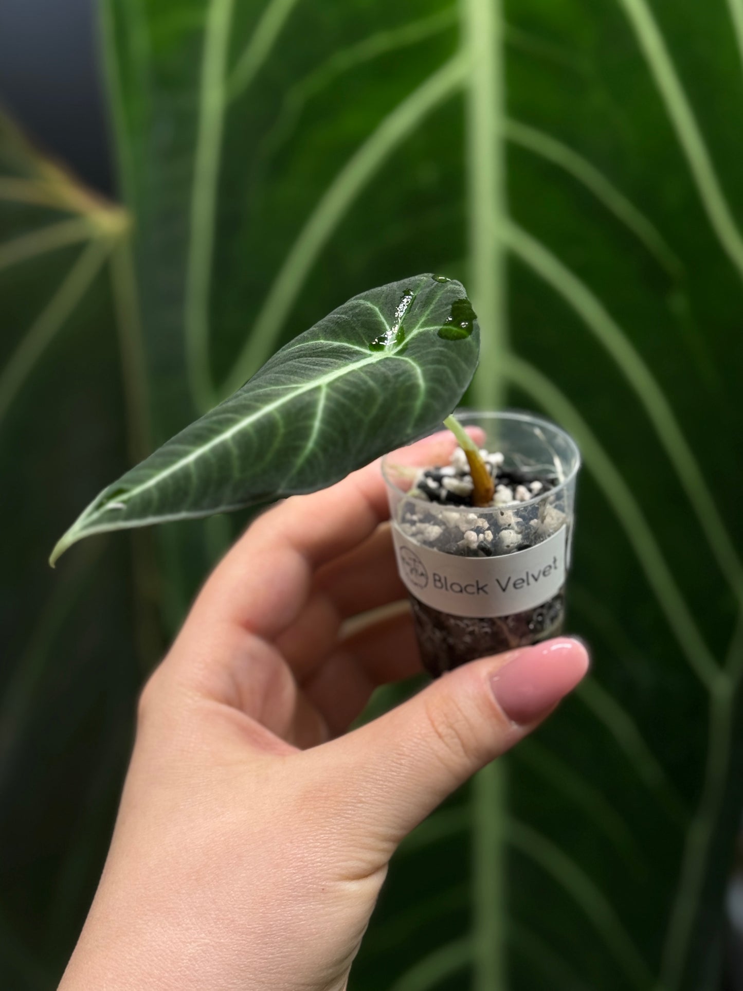 Alocasia Black Velvet Nr.4