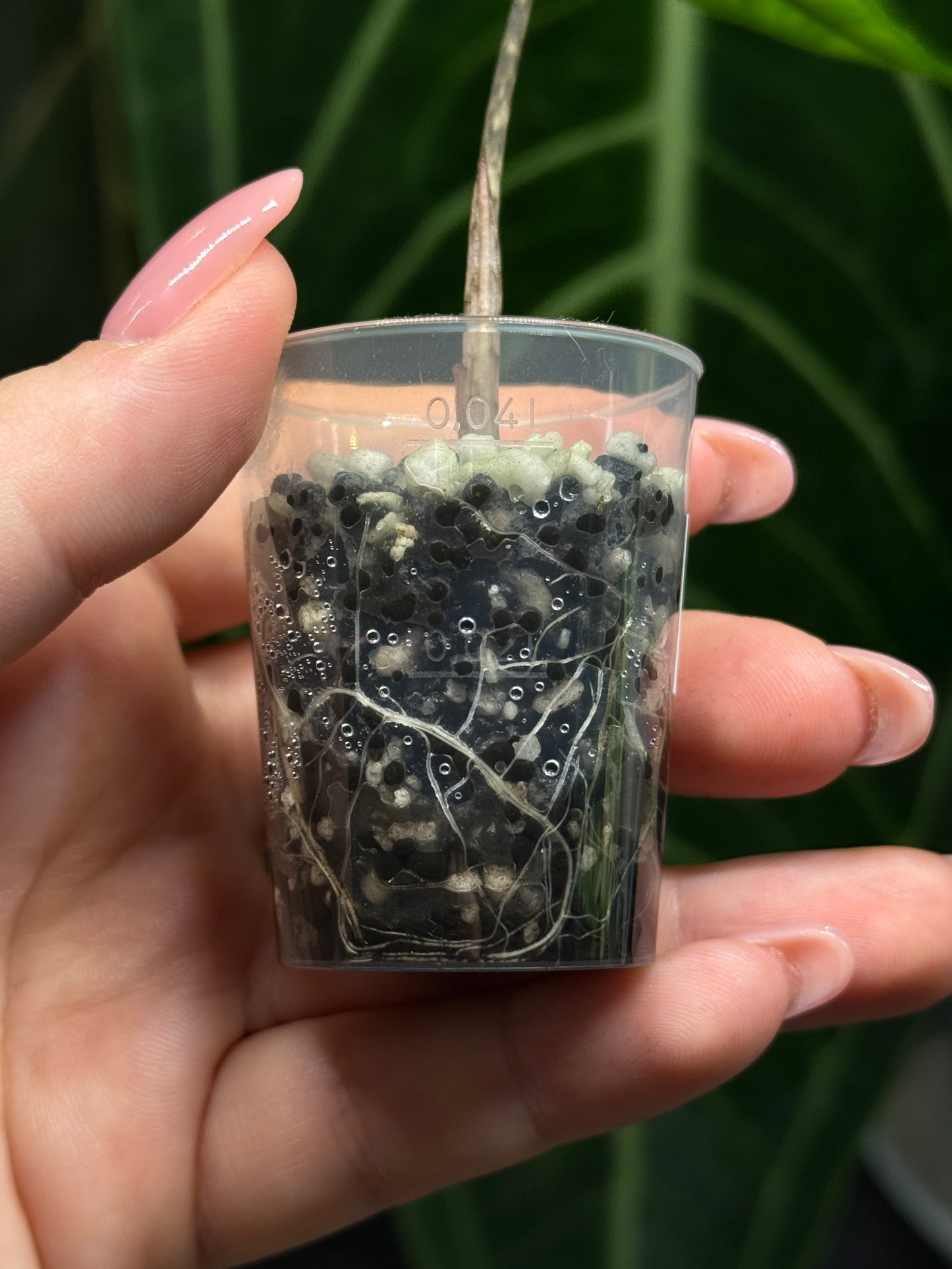 Alocasia Sulawesi Sabrina Nr.1