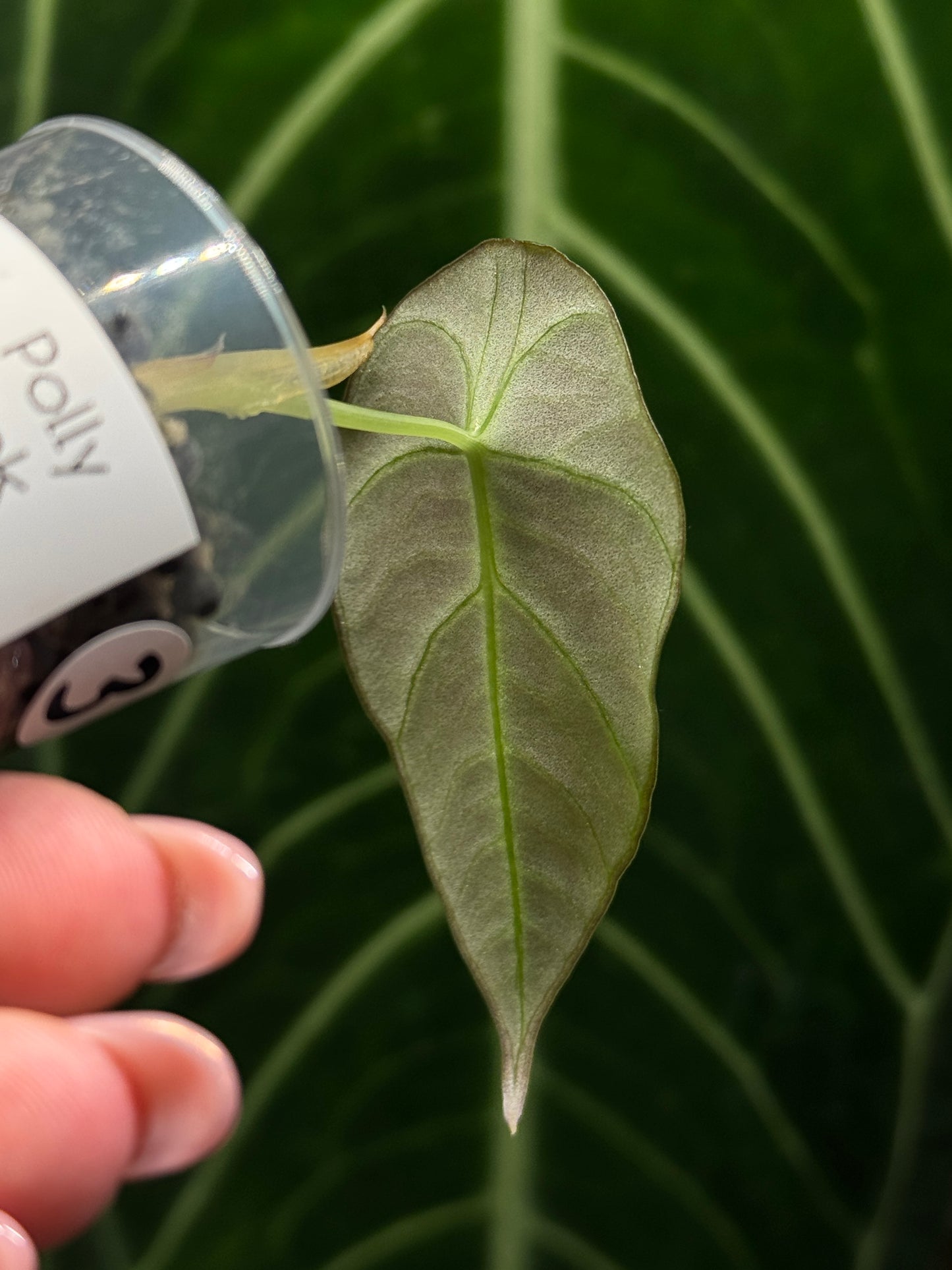 Alocasia Black Velvet Nr.3