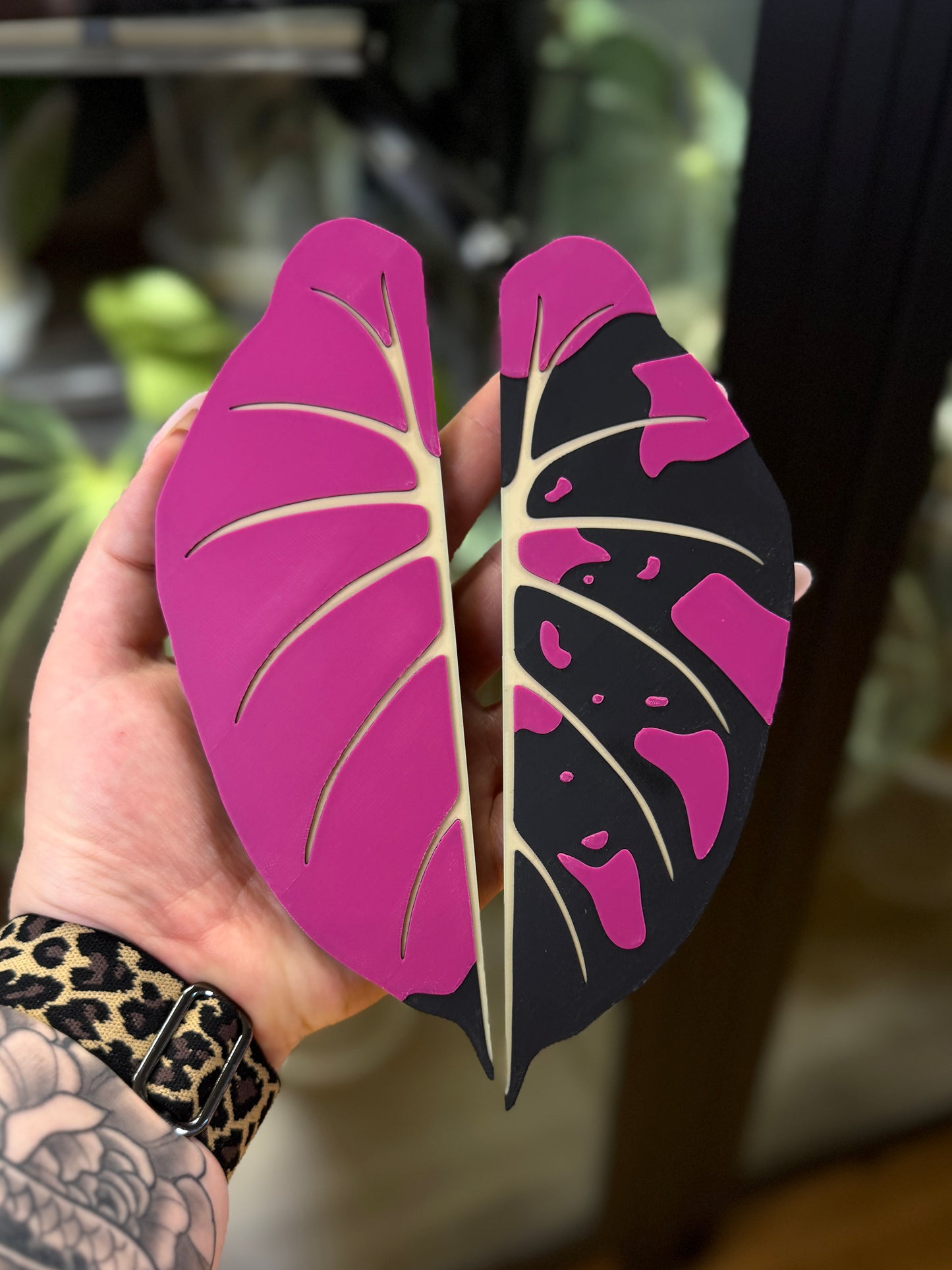 Vitrinen Griff Alocasia Black Velvet Pink Variegata