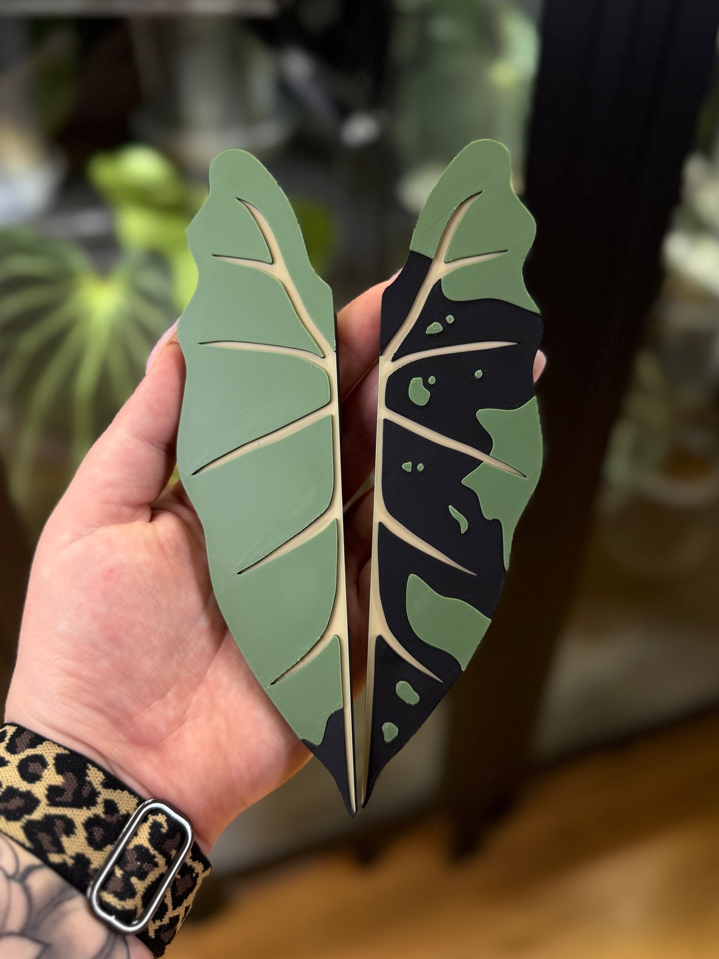 Vitrinen Griff Alocasia Frydek Variegata Green