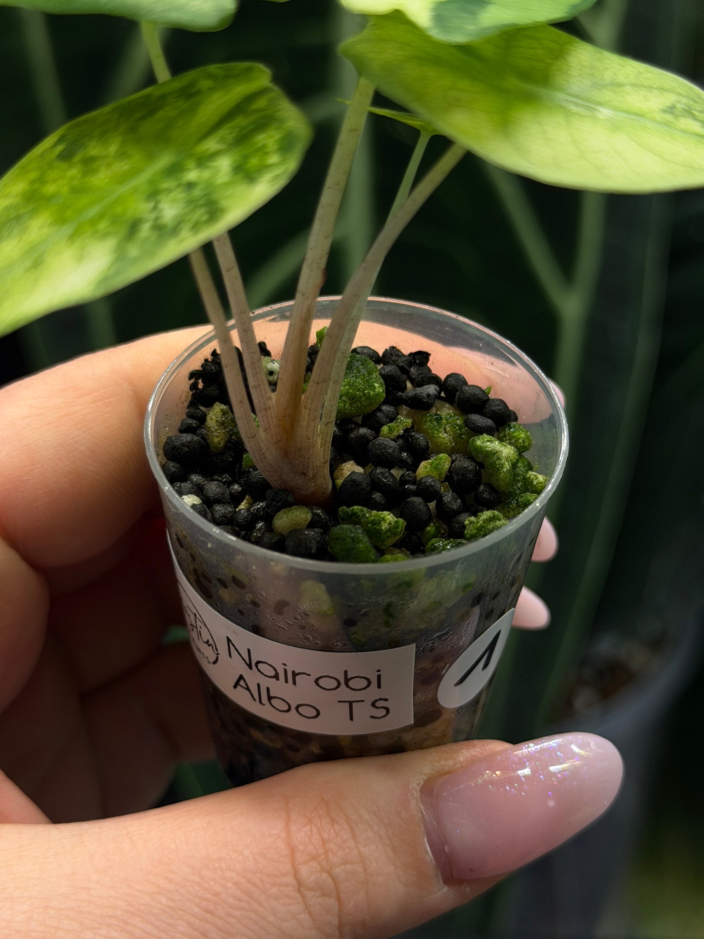 Alocasia Nairobi Nights Variegata Nr.1