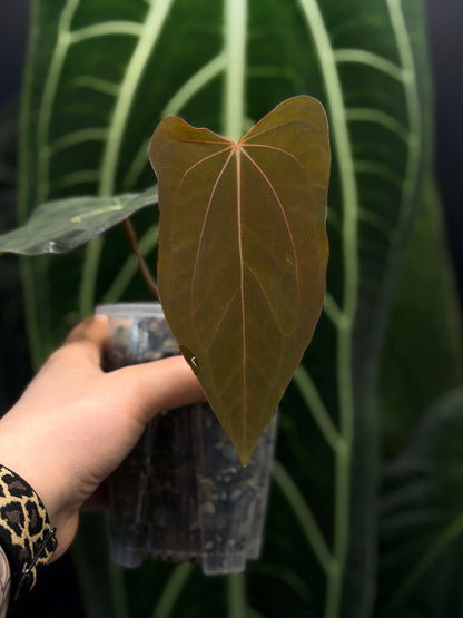 Anthurium (Carla x Dressleri) x (RLxFS F2) Cutting Nr.1