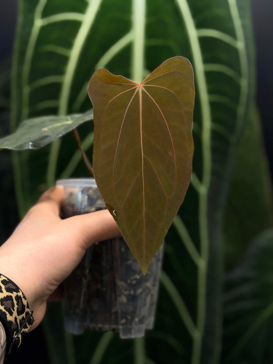 Anthurium (Carla x Dressleri) x (RLxFS F2) Cutting Nr.1